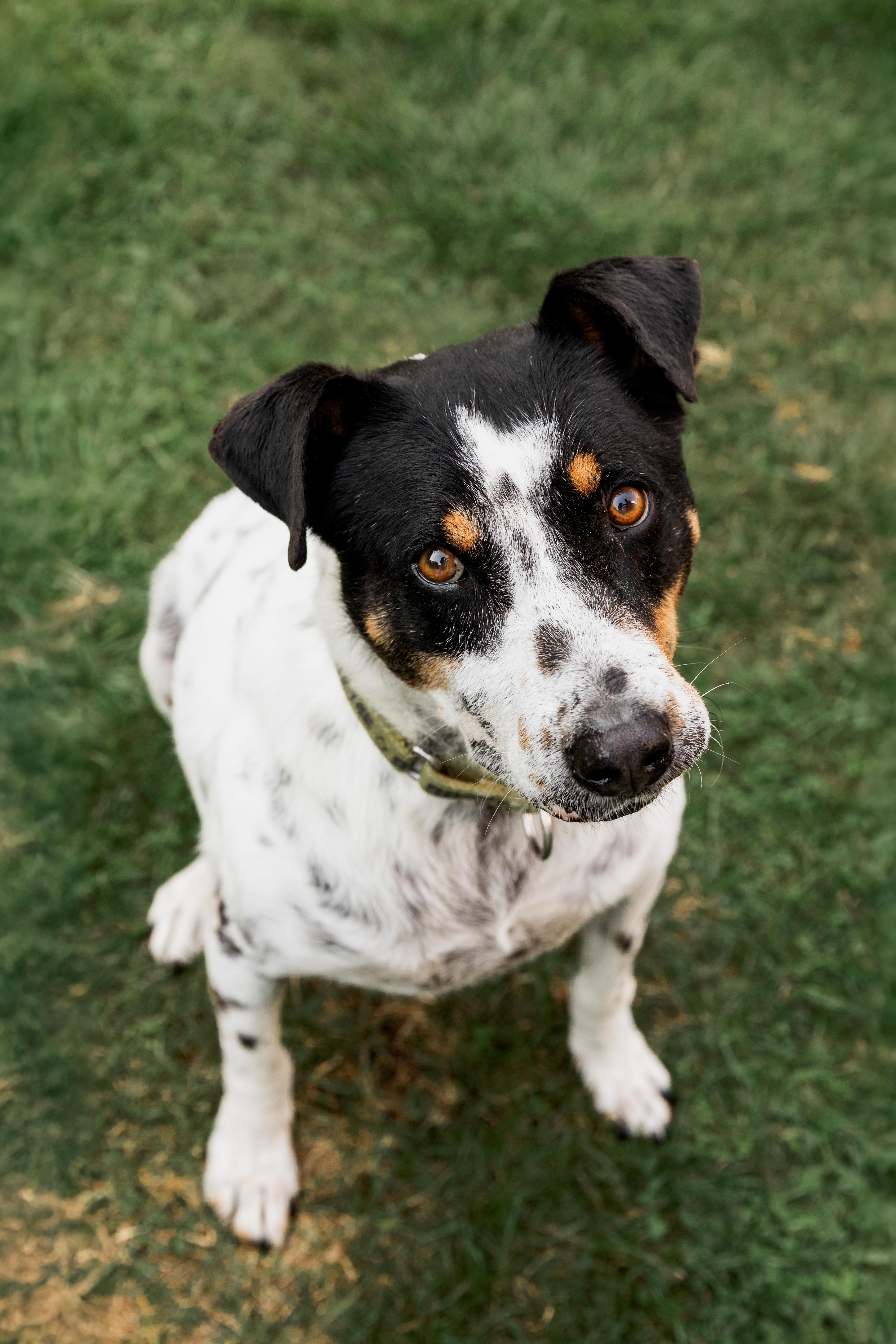 Kiko, a ADOPTABLE mixed breed in Mississauga, ON image 3/5