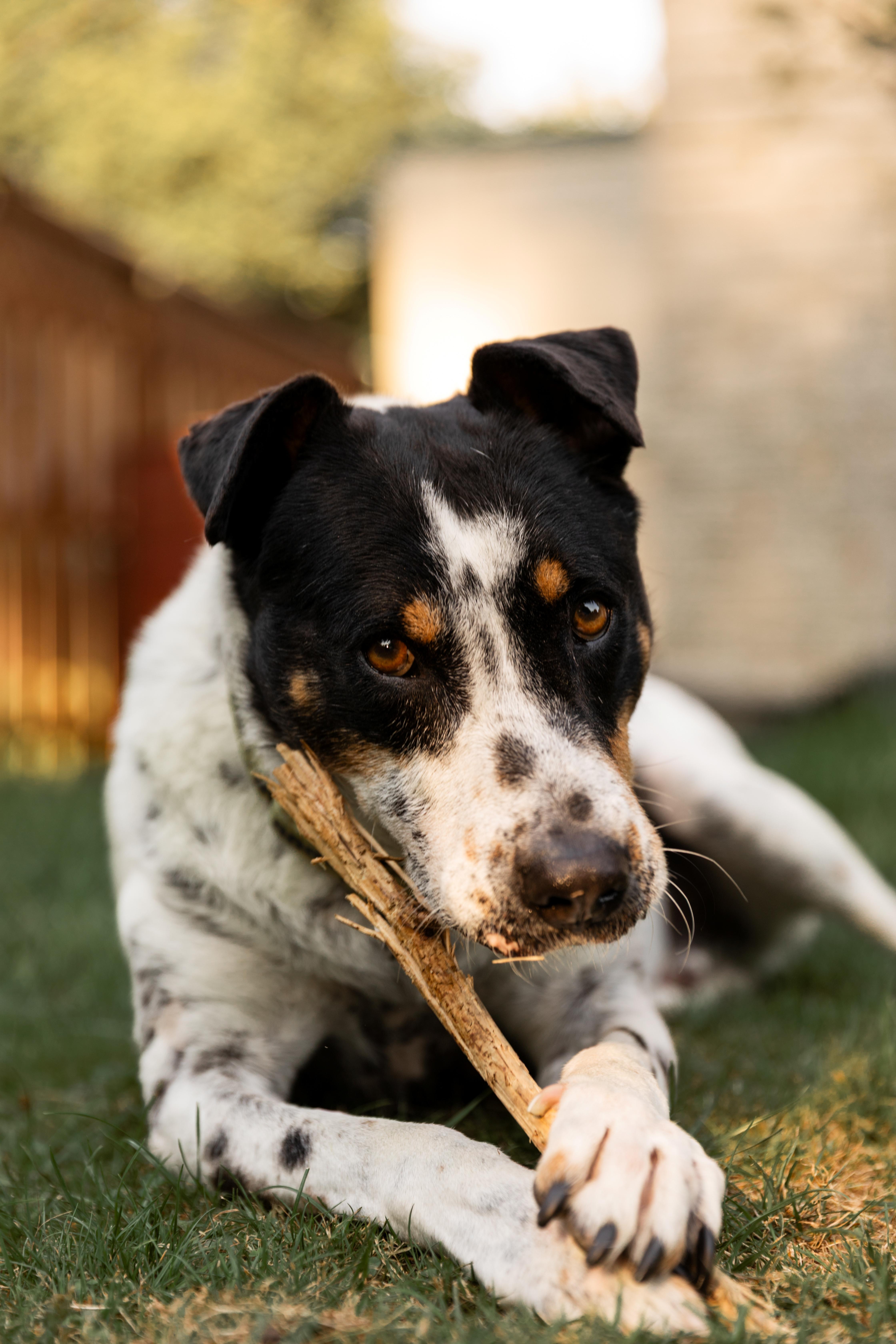 Kiko, a ADOPTABLE mixed breed in Mississauga, ON image 1/5