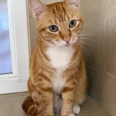 Red, ADOPTABLE, Adult Female Domestic Short Hair.