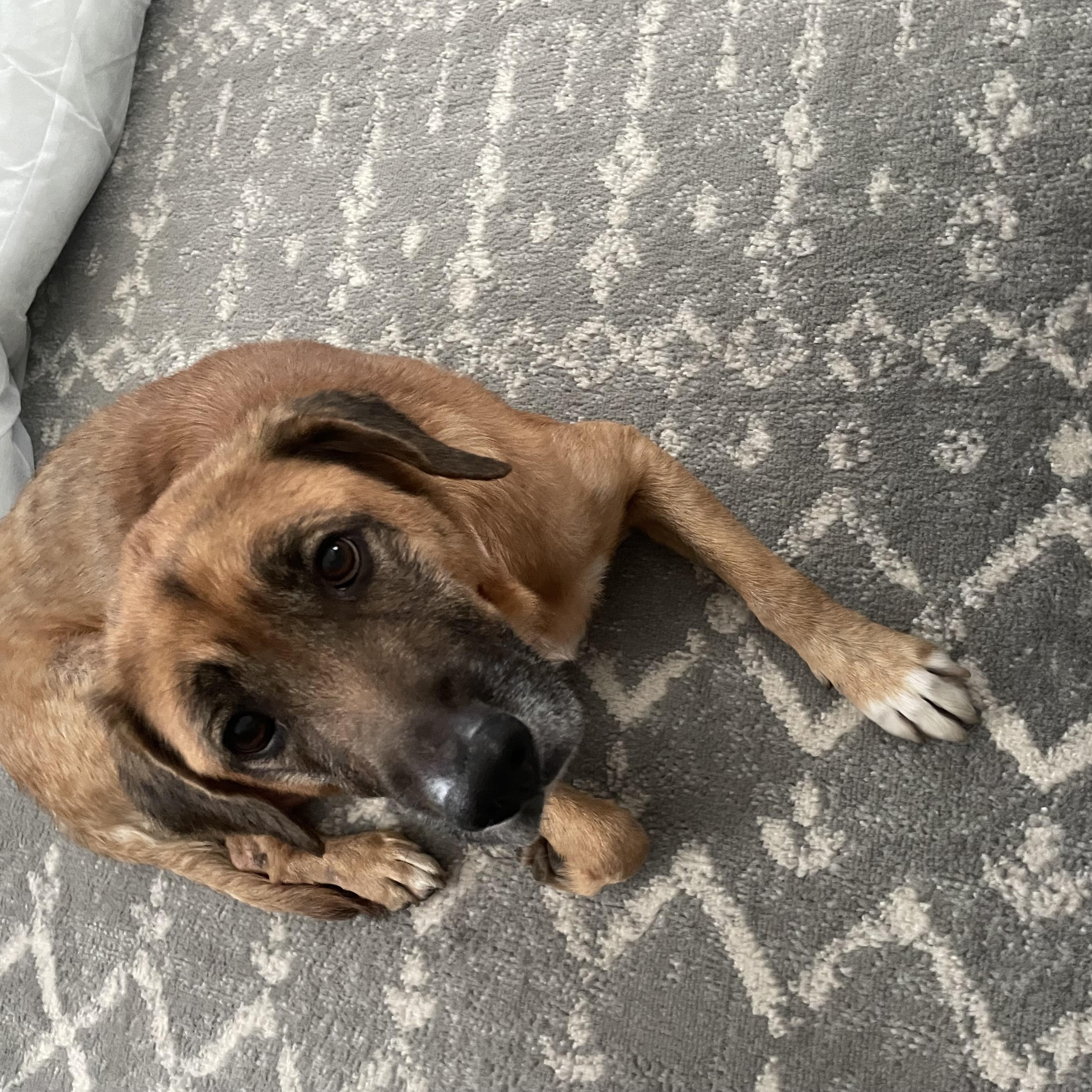 Enlarge Chessie, a ADOPTABLE mixed breed in Aurora, IL image 2/6