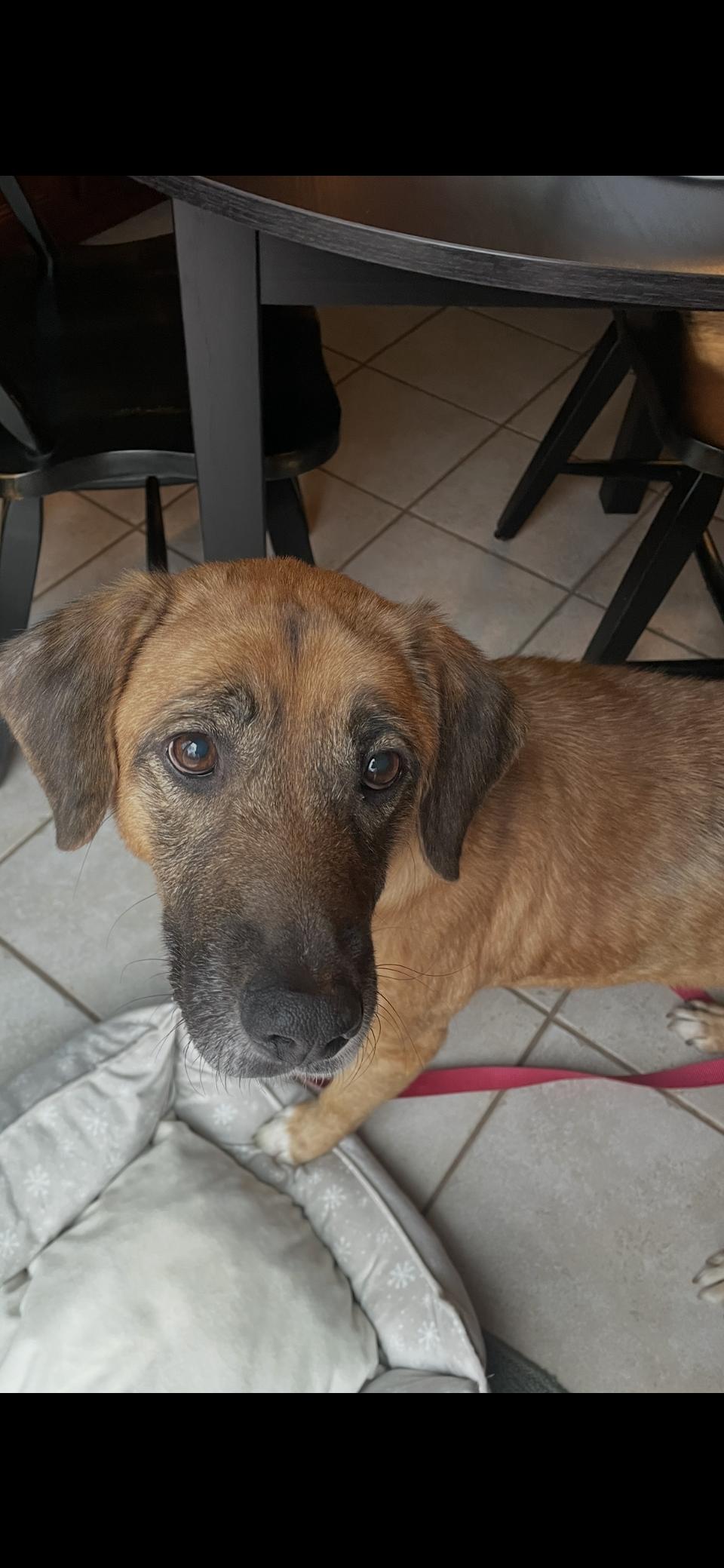 Enlarge Chessie, a ADOPTABLE mixed breed in Aurora, IL image 3/6