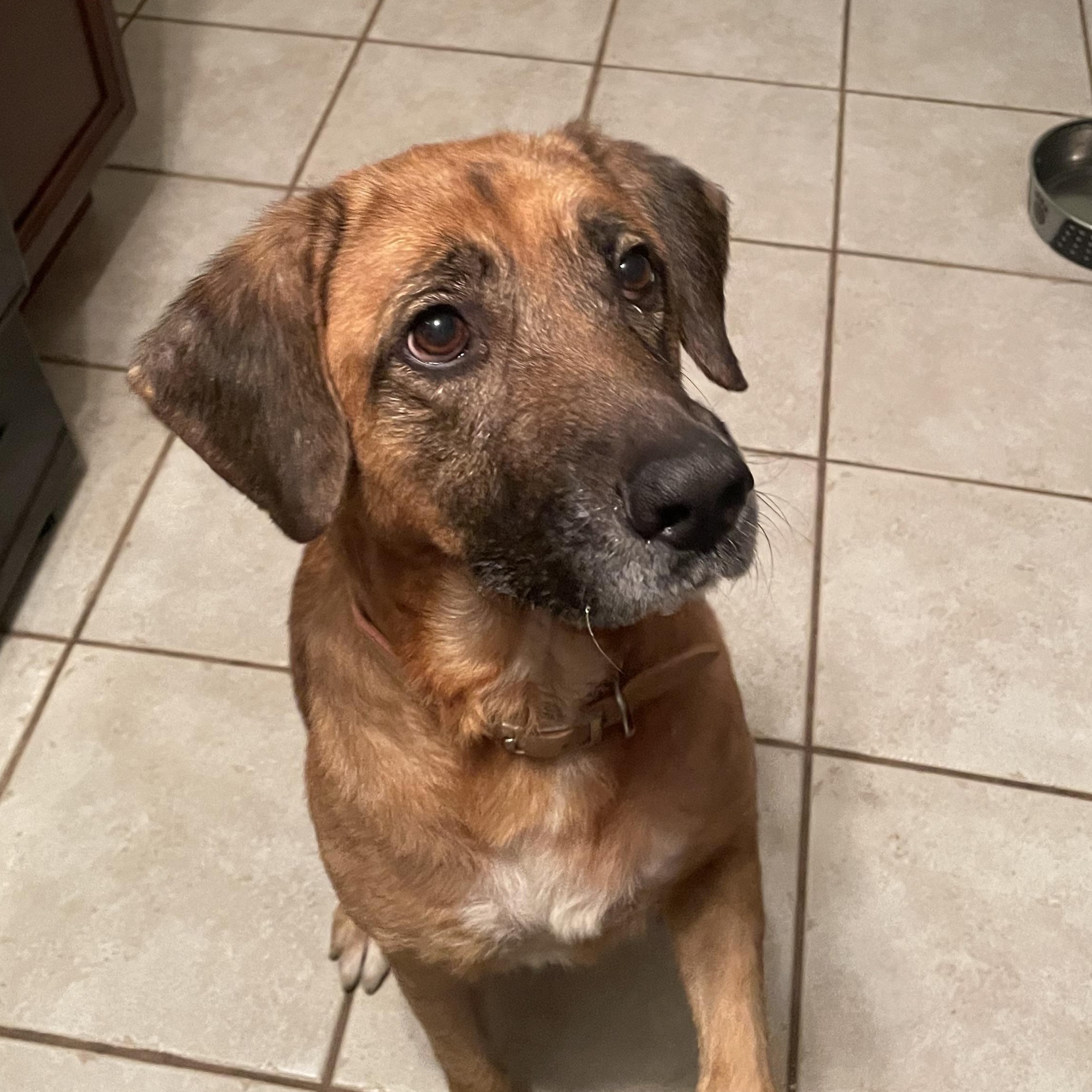Chessie, ADOPTABLE, Adult Female Shepherd & Labrador Retriever.