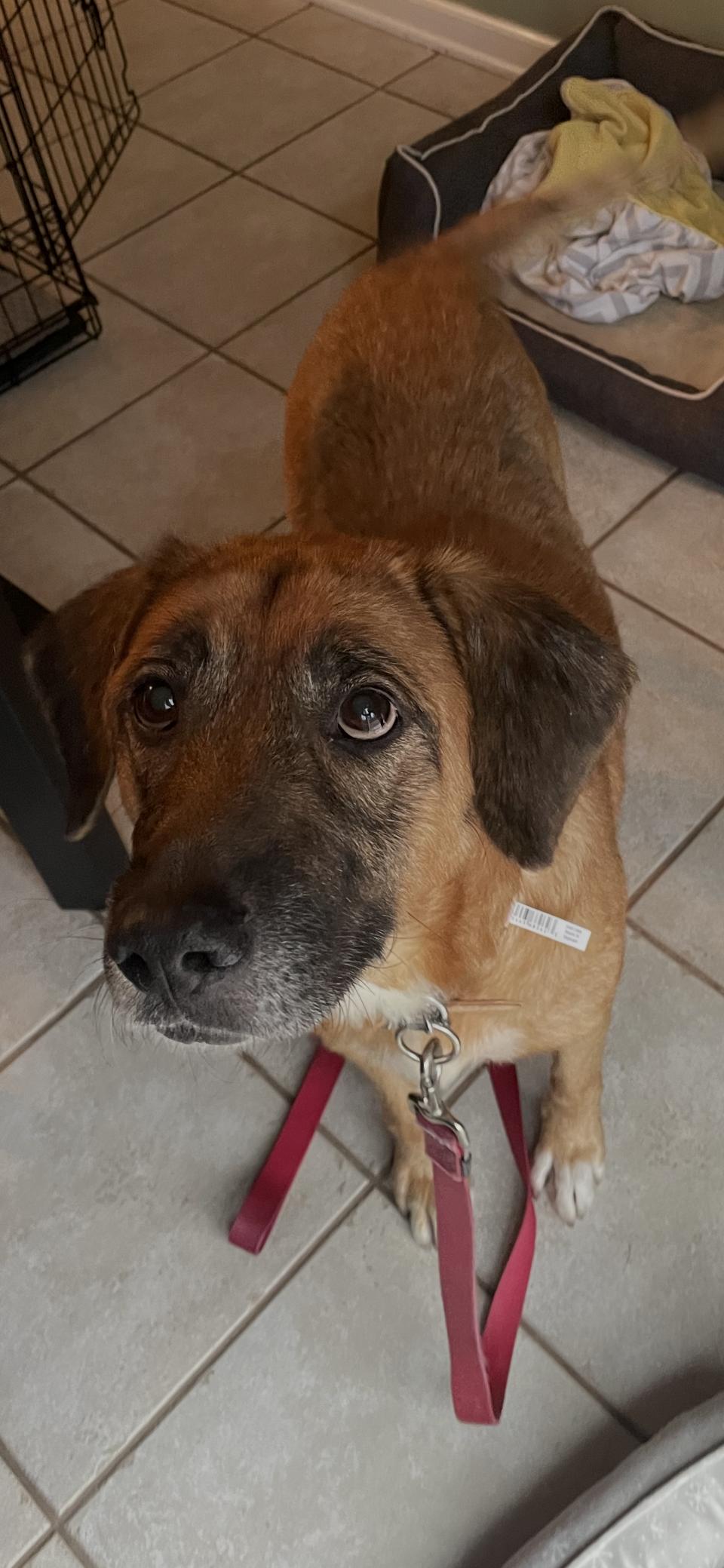 Enlarge Chessie, a ADOPTABLE mixed breed in Aurora, IL image 4/6