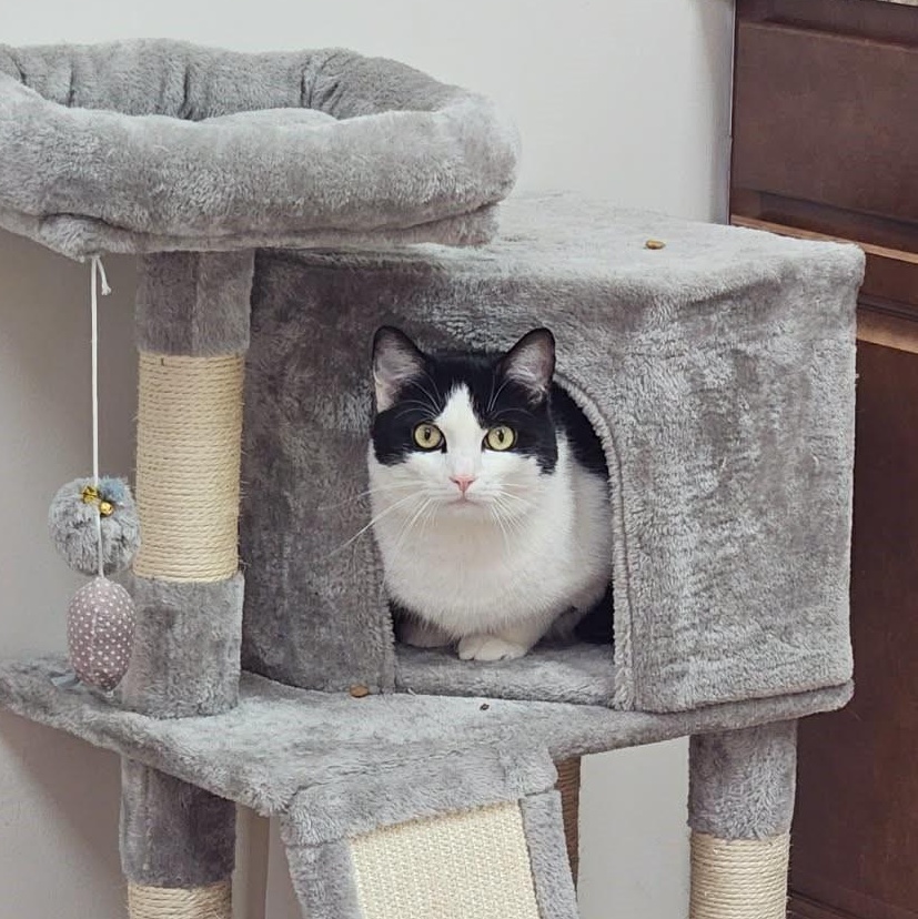 Clover, Adoptable, Adult Male Domestic Short Hair.