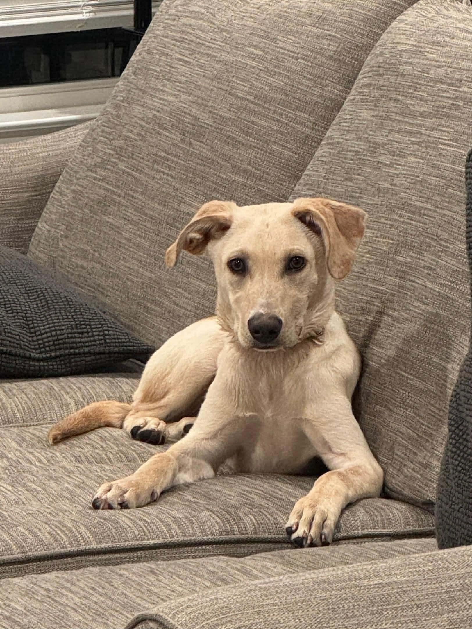 Enlarge Kylo, an adopted mixed breed in Navarre, FL image 3/3