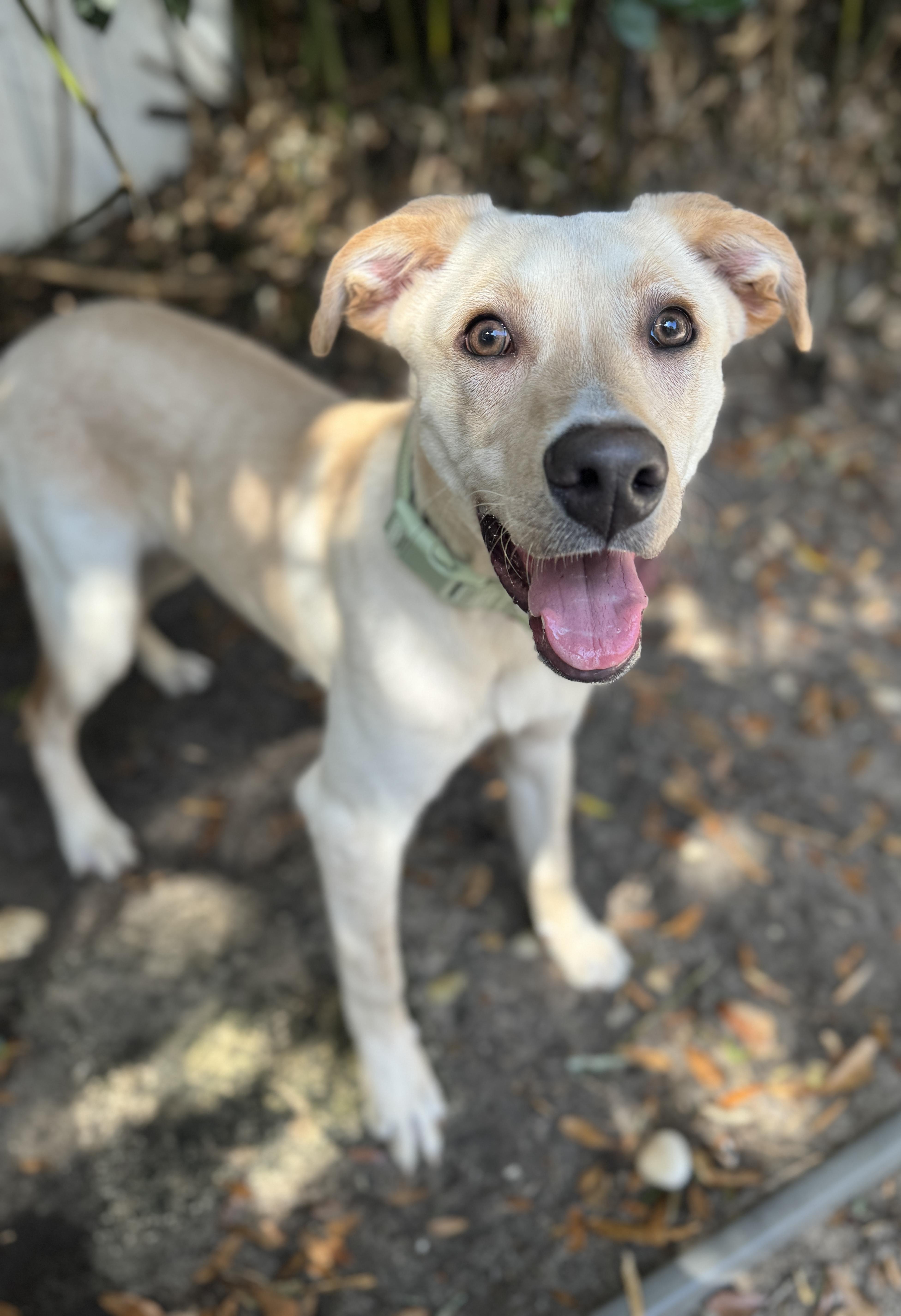 Enlarge Kylo, an adopted mixed breed in Navarre, FL image 2/3