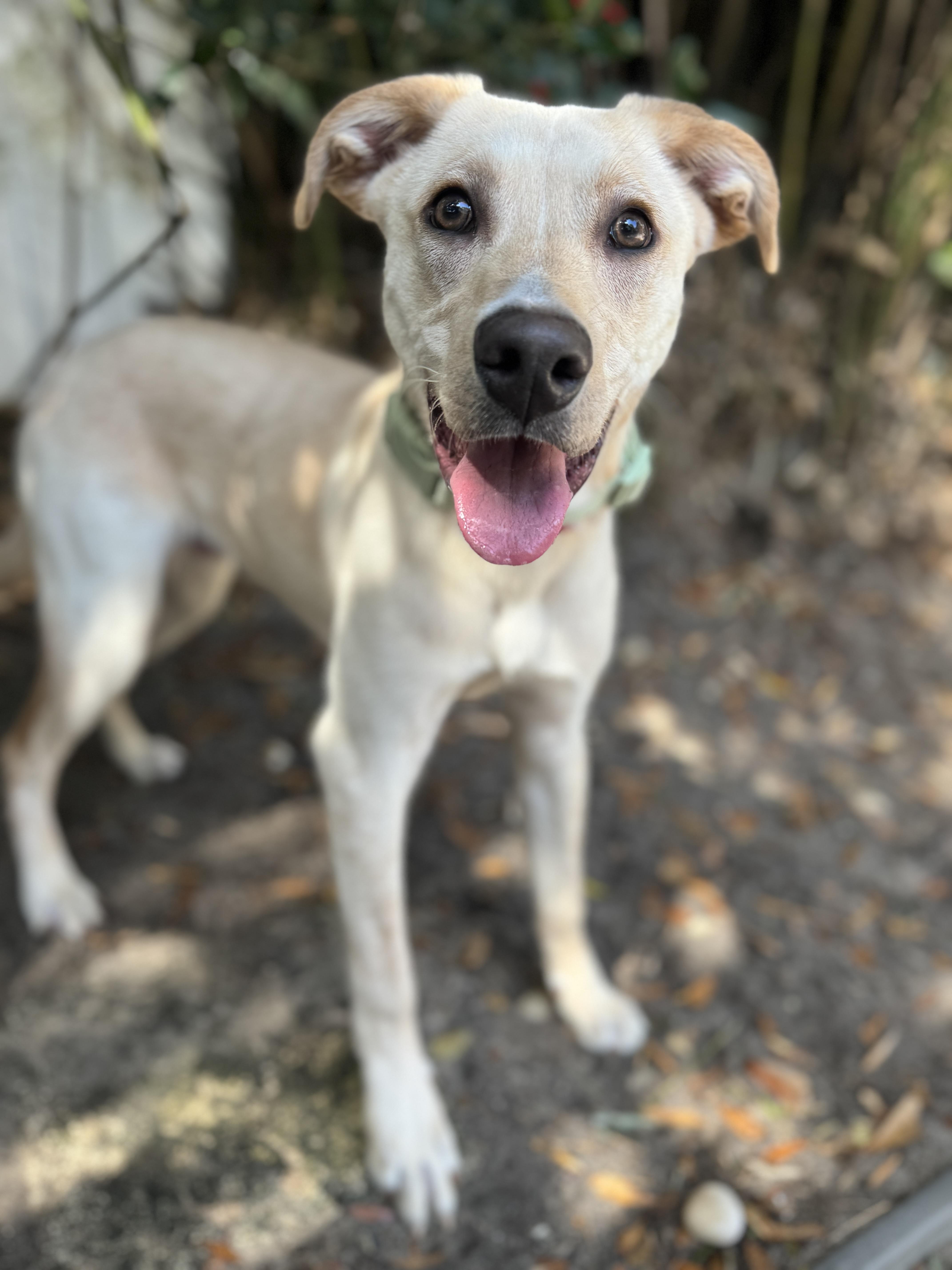 Enlarge Kylo, an adopted mixed breed in Navarre, FL image 1/3