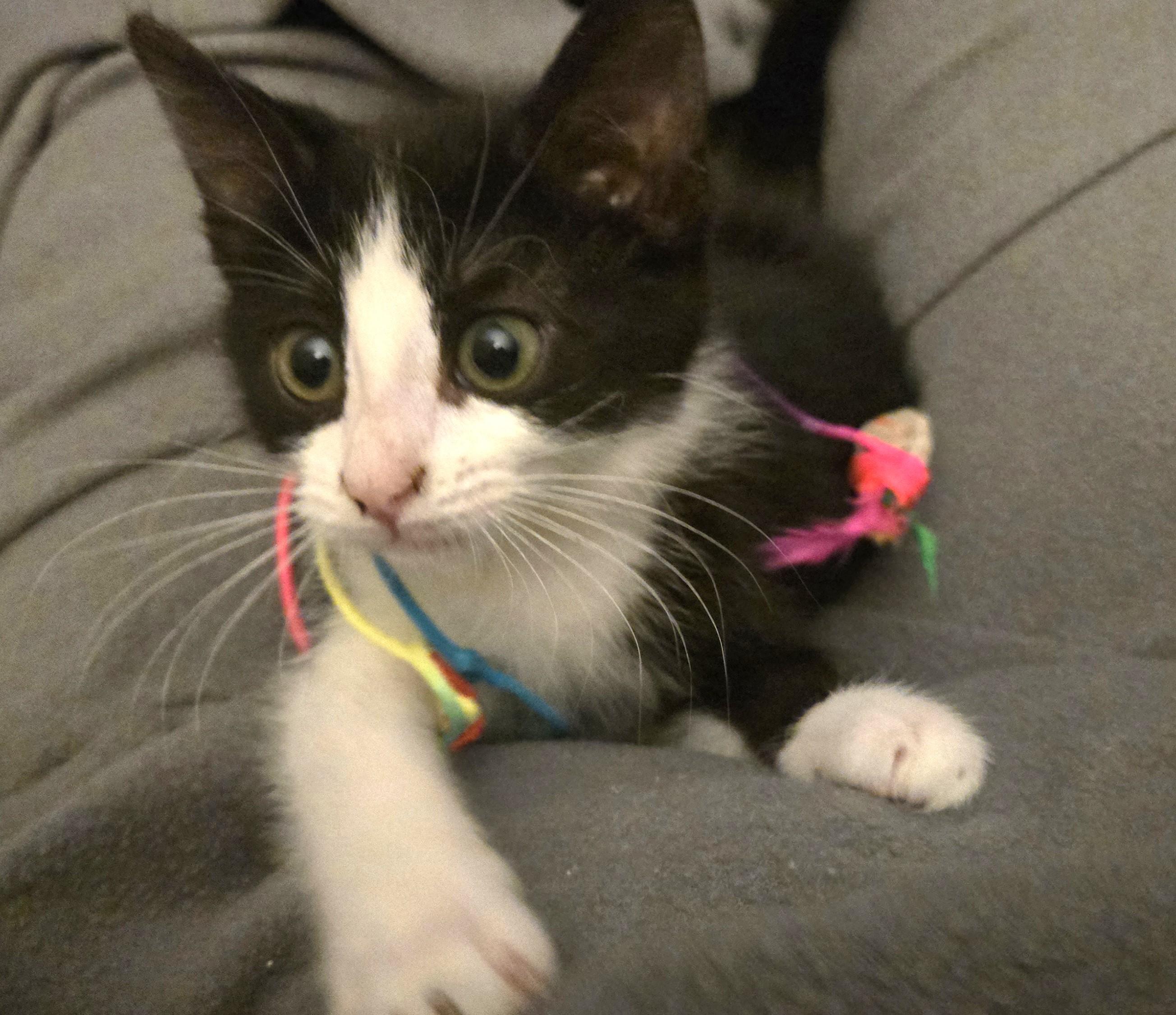 Enlarge Jovi, a ADOPTABLE Domestic Short Hair in Orange, CA image 1/2