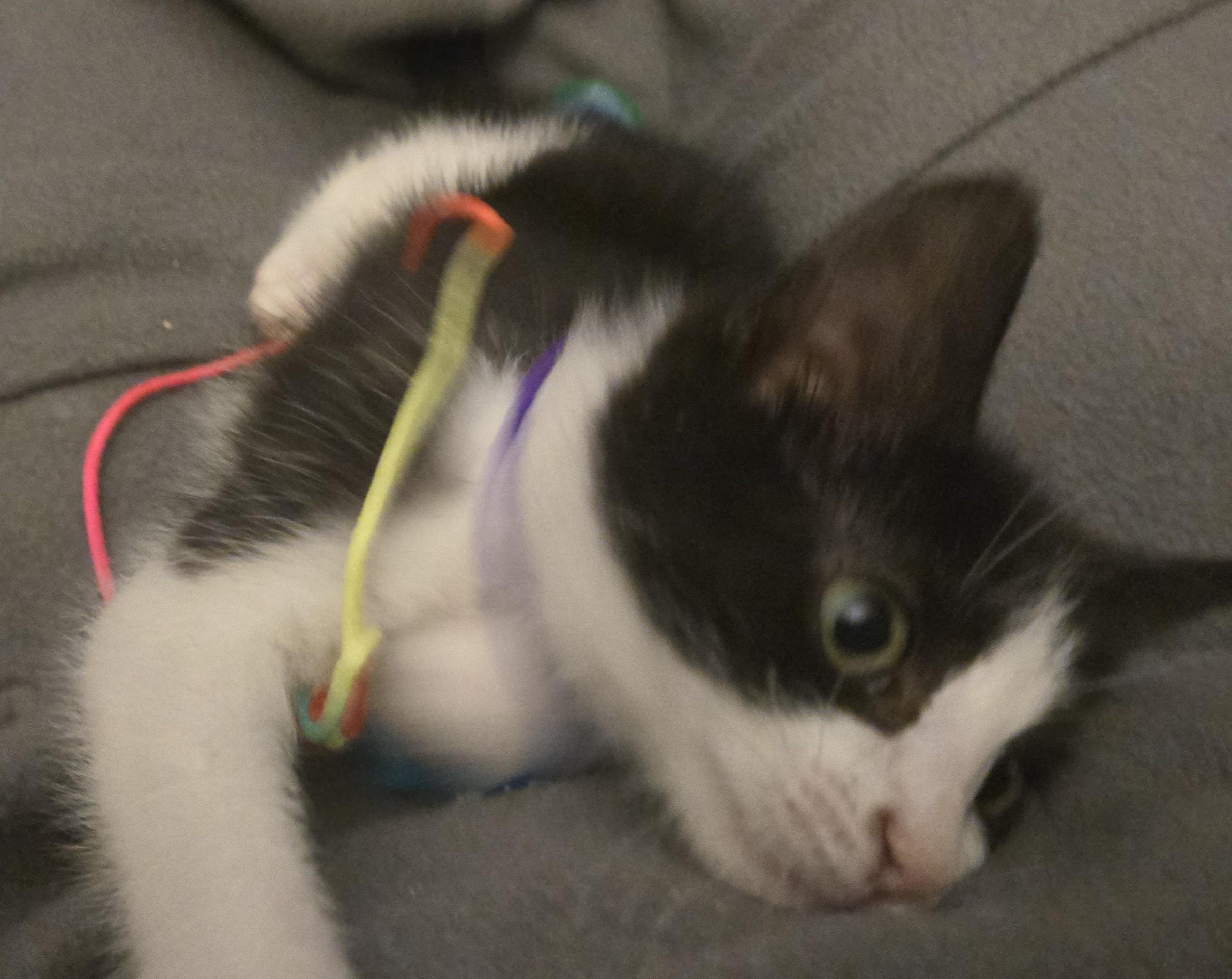 Enlarge Jovi, a ADOPTABLE Domestic Short Hair in Orange, CA image 2/2