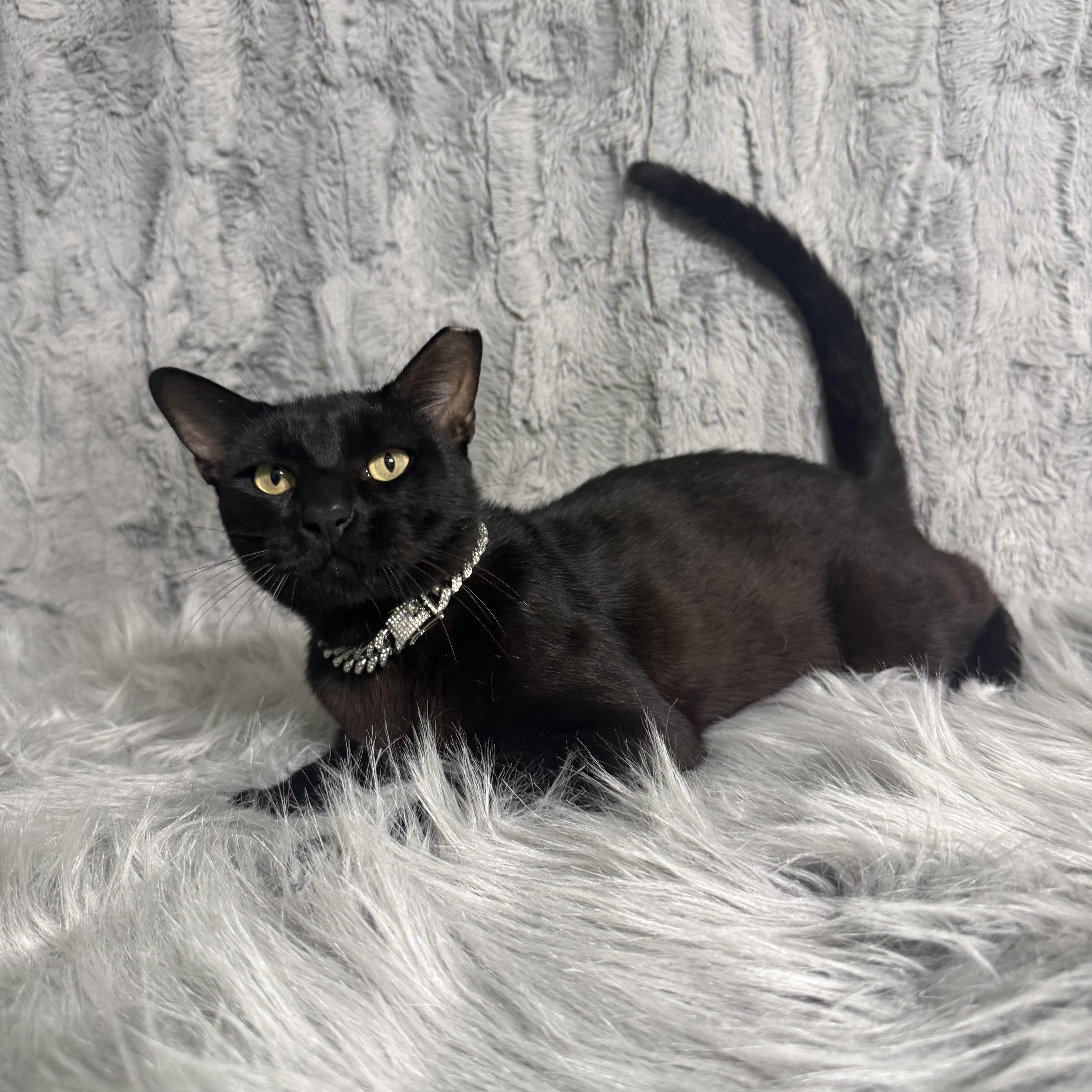 Slim Shady, a ADOPTABLE Bombay in Dickinson, TX image 6/6