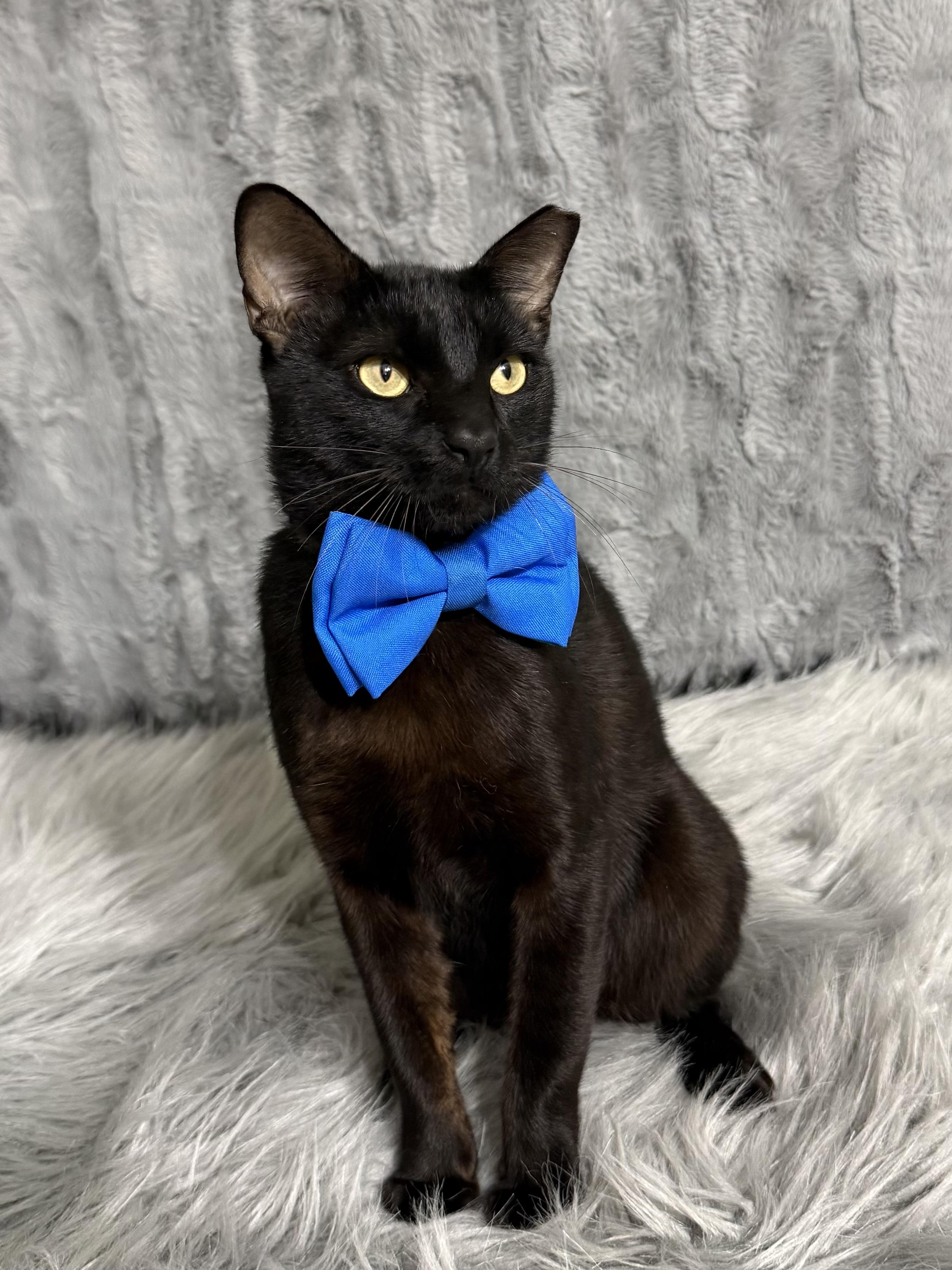 Slim Shady, a ADOPTABLE Bombay in Dickinson, TX image 4/6