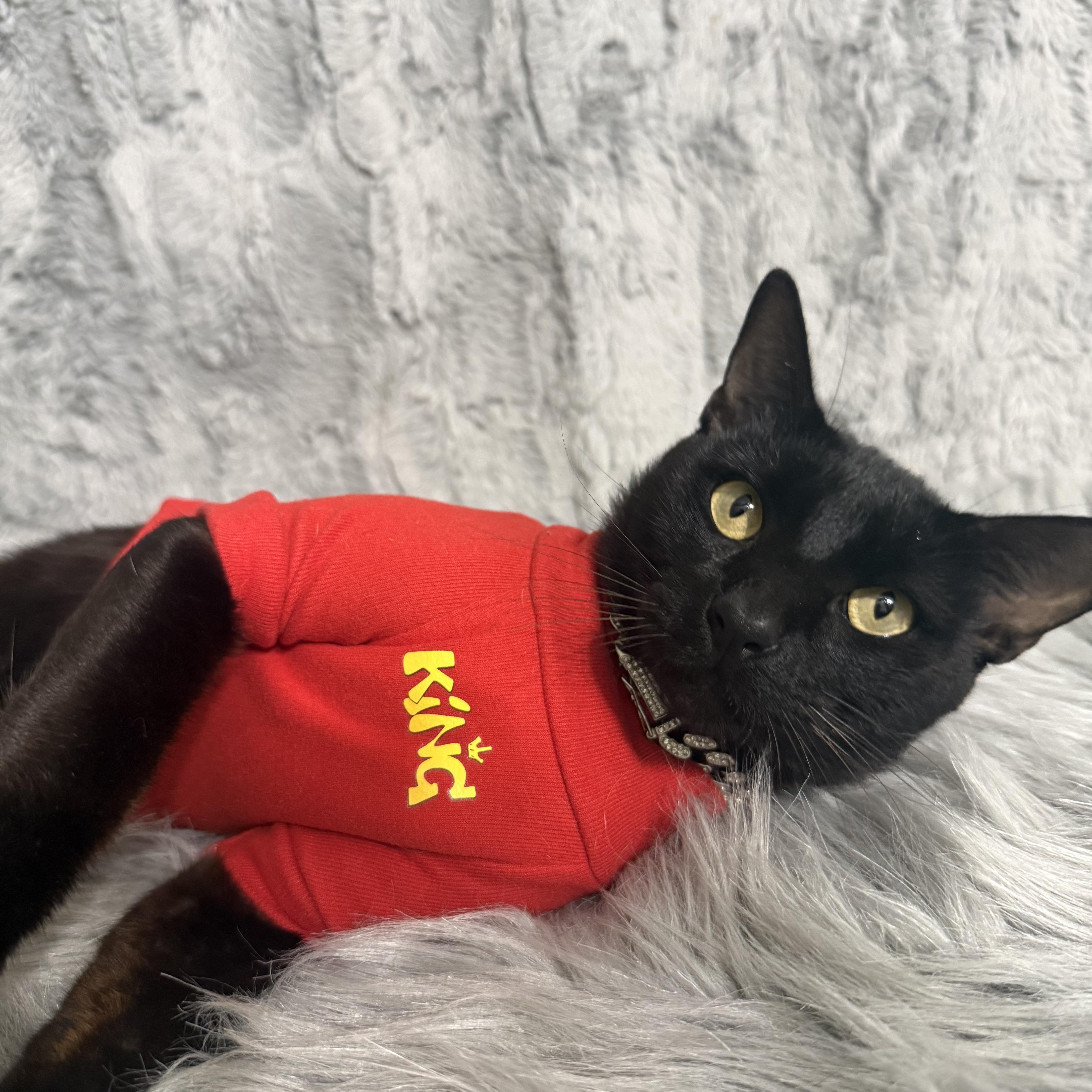 Slim Shady, a ADOPTABLE Bombay in Dickinson, TX image 2/6