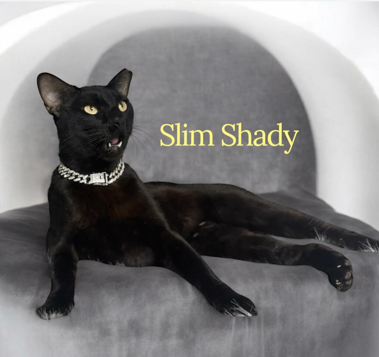 Slim Shady, a ADOPTABLE Bombay in Dickinson, TX image 3/6