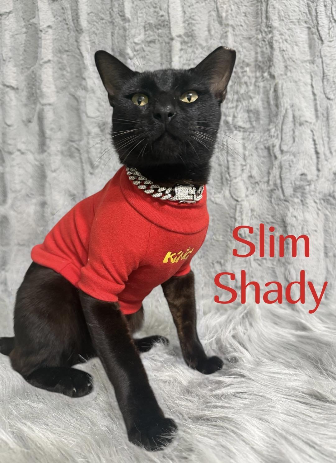 Slim Shady, a ADOPTABLE Bombay in Dickinson, TX image 1/6