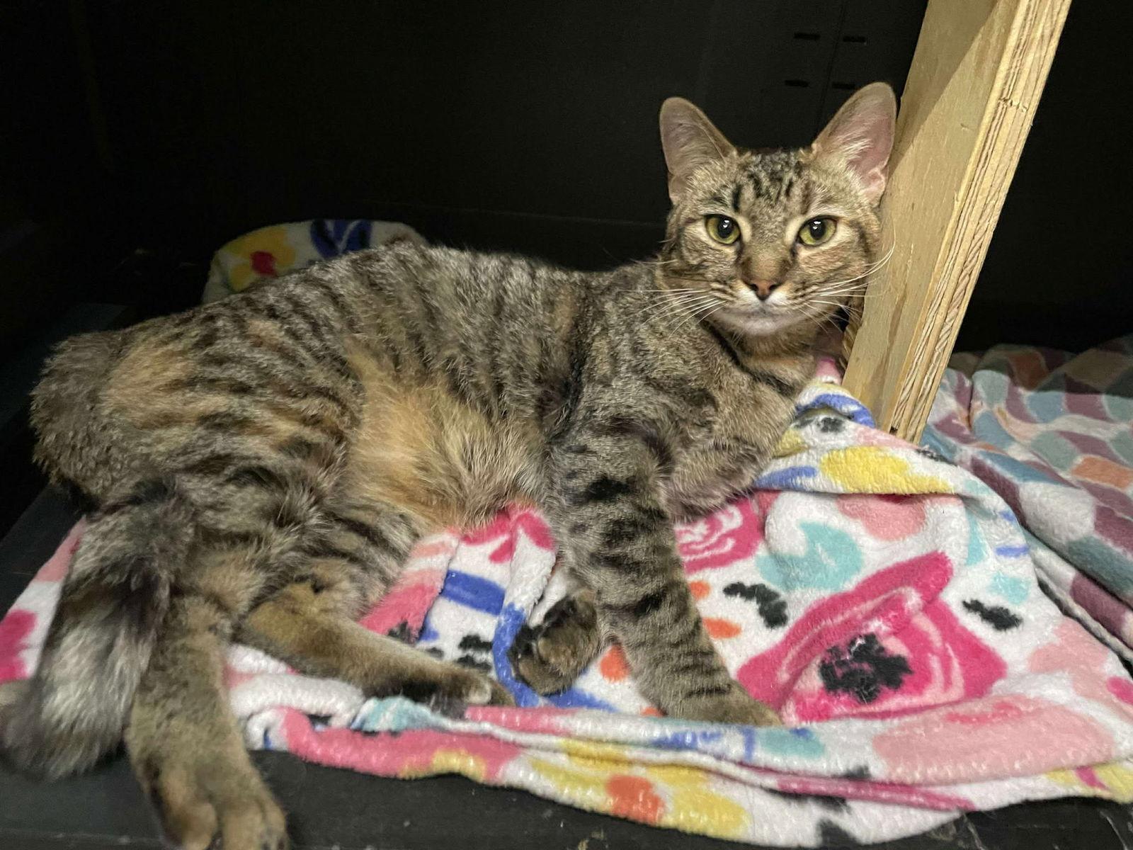 Enlarge Trixie AND Nixie, a Adoptable Domestic Short Hair in Gonic, NH image 1/3