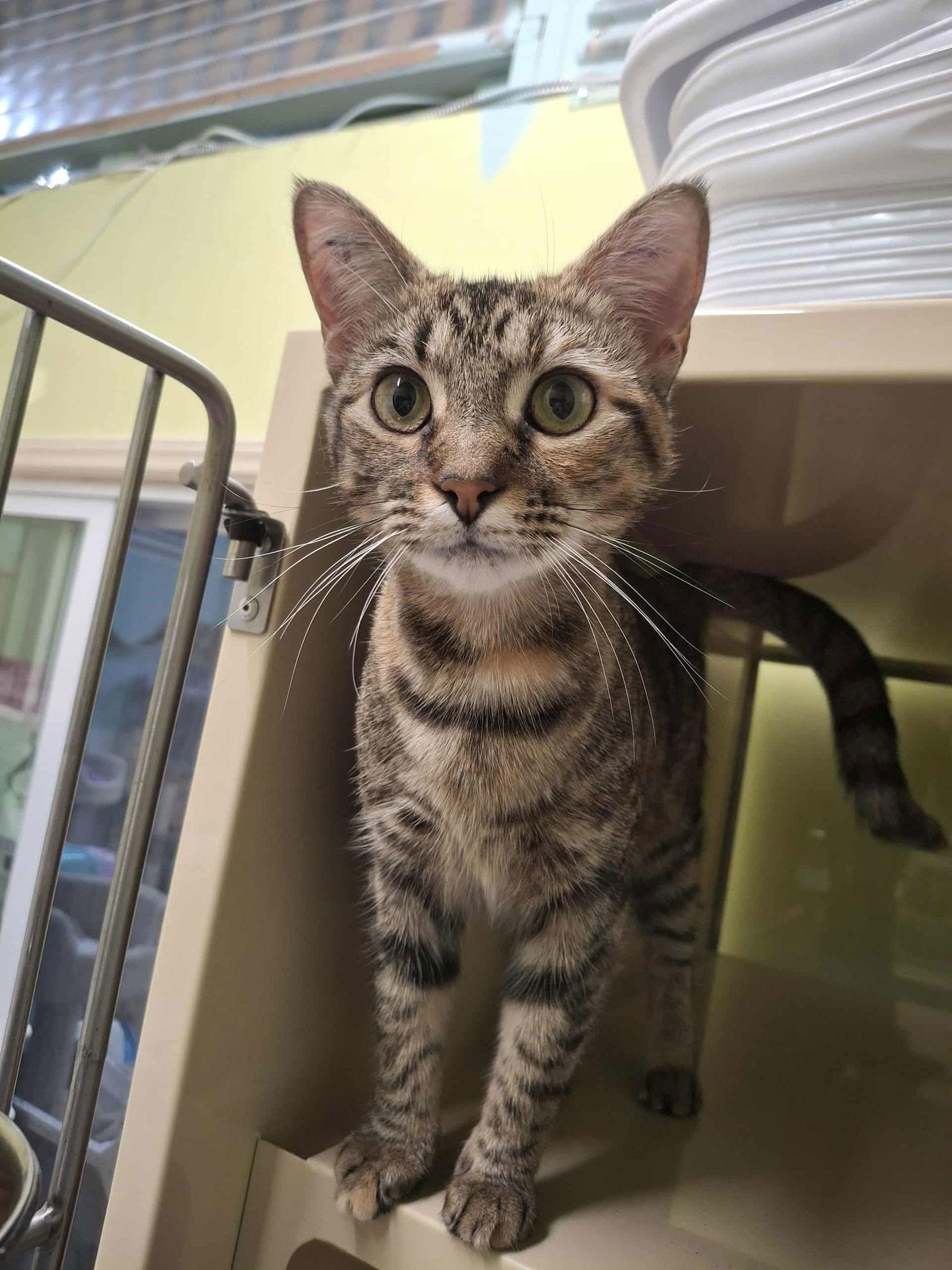 Enlarge Trixie AND Nixie, a Adoptable Domestic Short Hair in Gonic, NH image 2/3