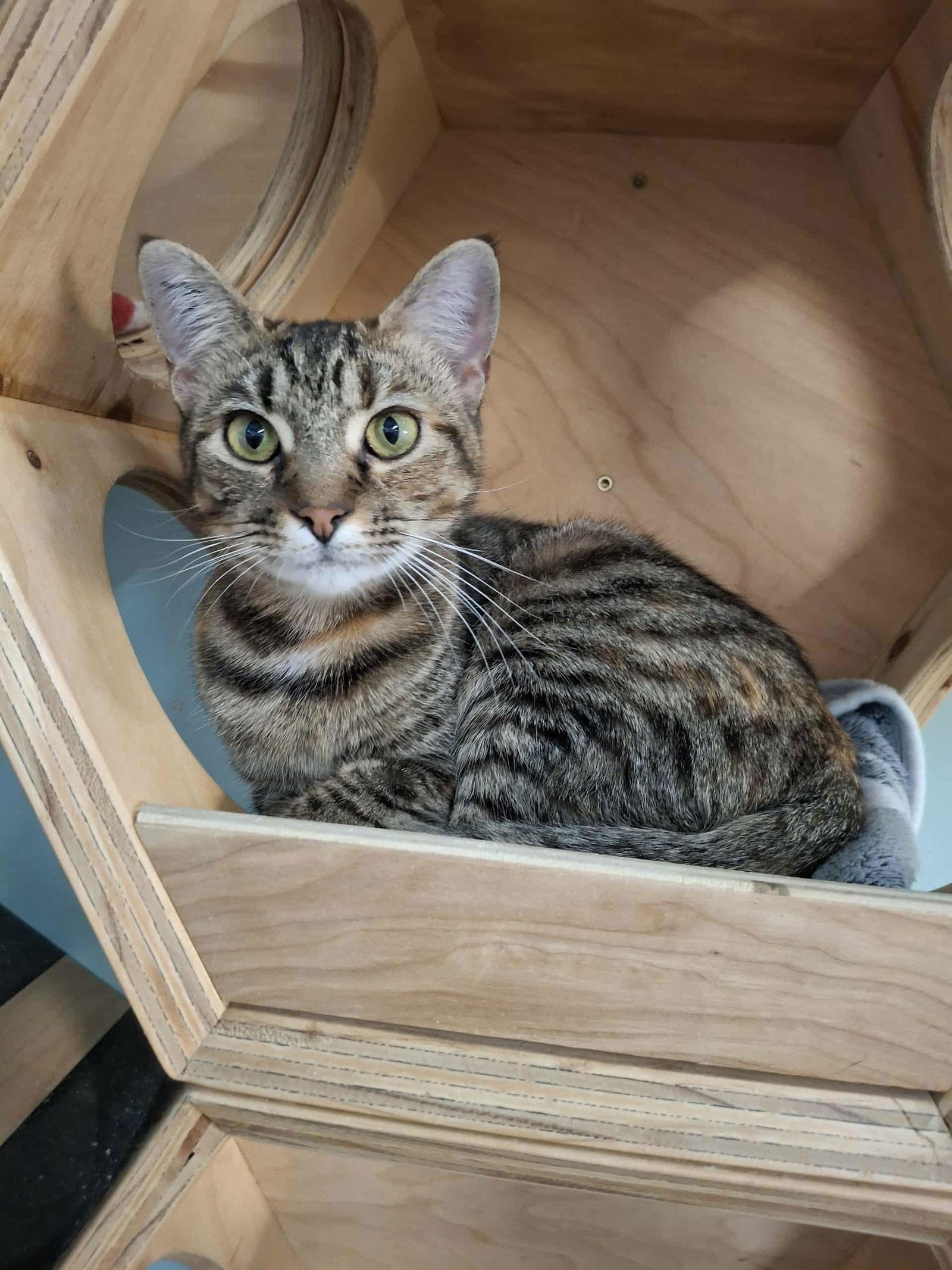 Enlarge Trixie AND Nixie, a Adoptable Domestic Short Hair in Gonic, NH image 3/3