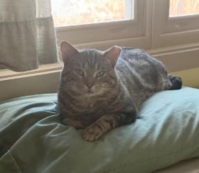 Enlarge Apollo Bell, a Adoptable Domestic Short Hair in Denver, CO image 2/3