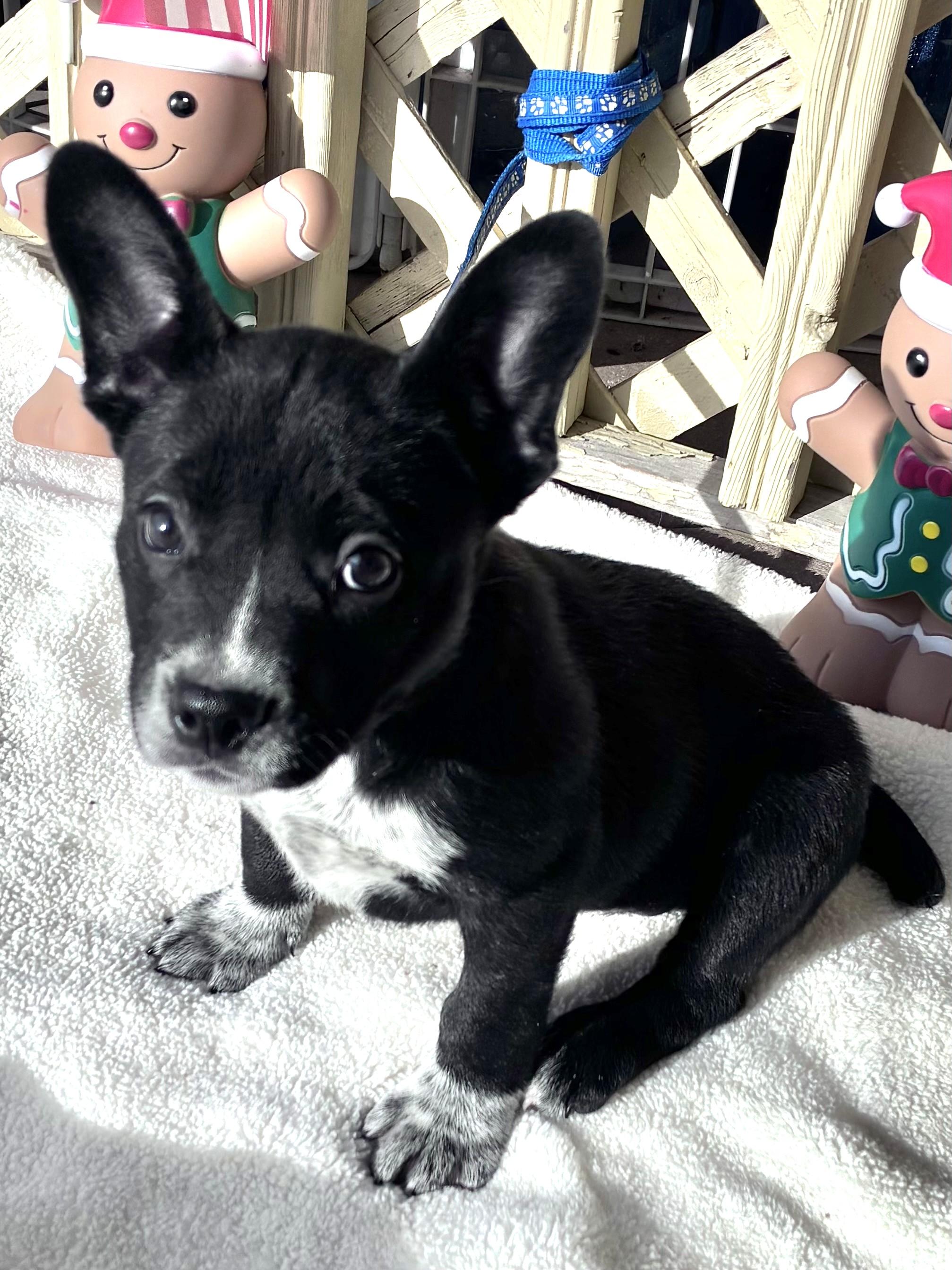 Derrick, ADOPTABLE, Puppy Male Cattle Dog.