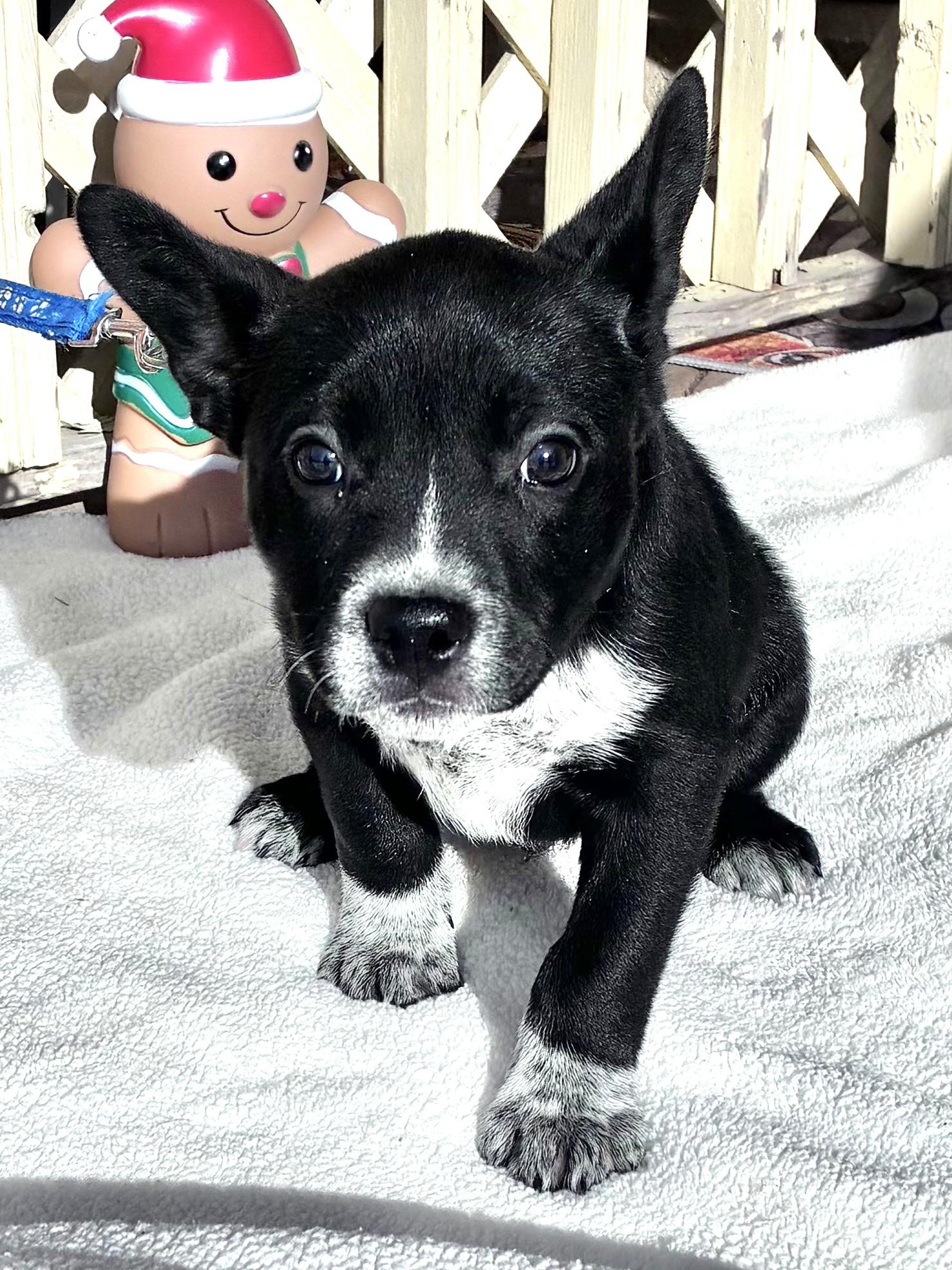 Enlarge Derrick, an adopted Cattle Dog in West Chicago, IL image 4/4