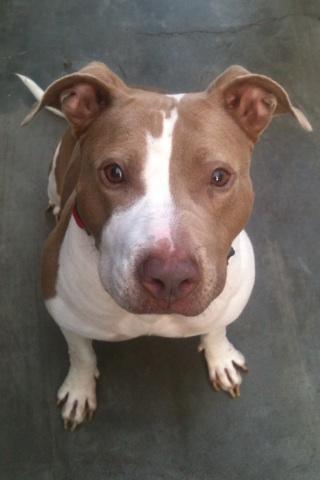 Lady, Adoptable, Adult Female American Staffordshire Terrier.