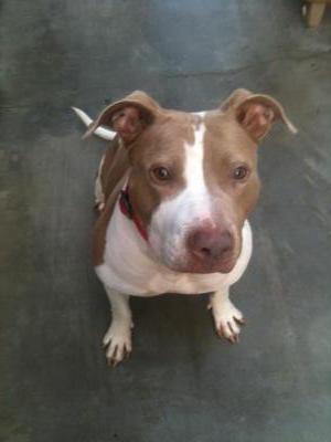 Lady, a Adoptable American Staffordshire Terrier image 2/7