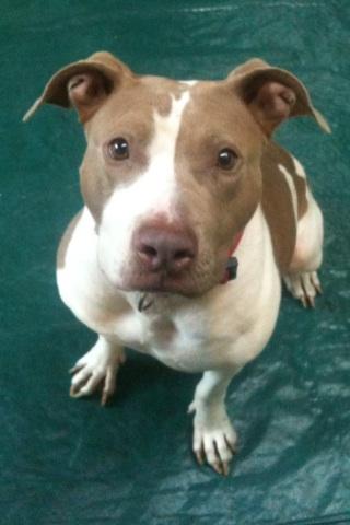 Lady, a Adoptable American Staffordshire Terrier image 3/7