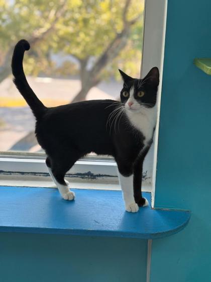 Kanati — thumbnail 2