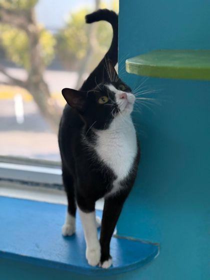 Kanati — thumbnail 3