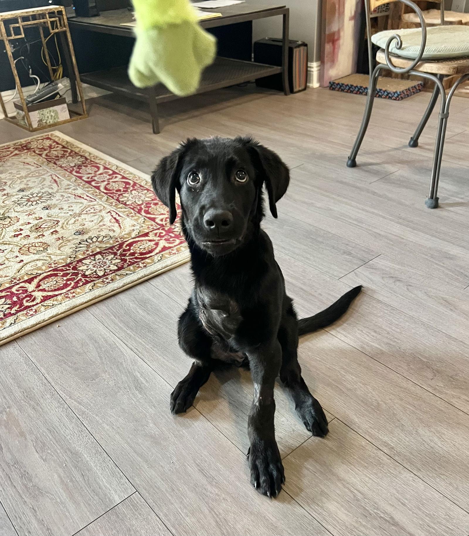 Bill Nye, Adopted, Puppy Male Labrador Retriever.