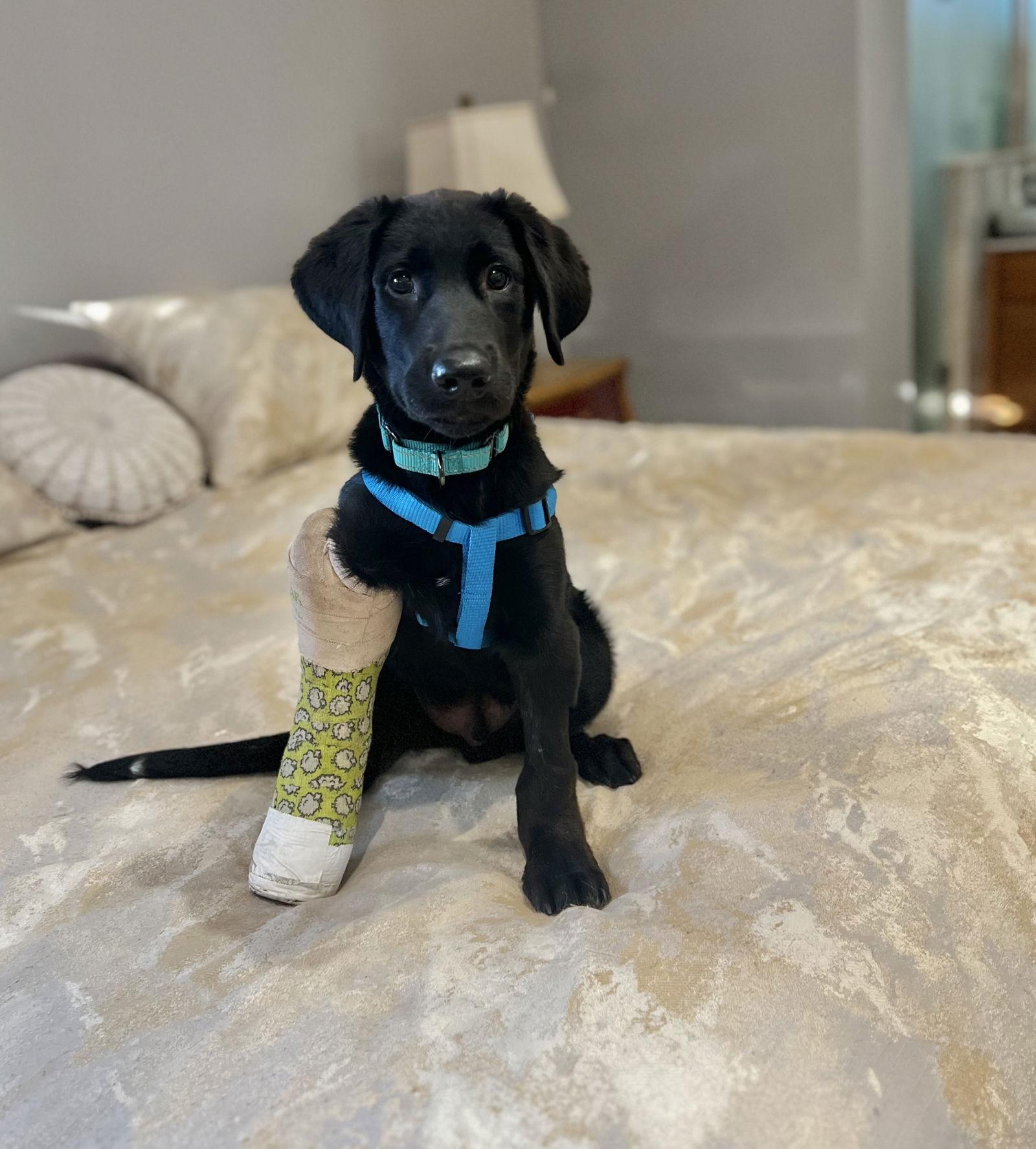 Enlarge Bill Nye, a Adopted Labrador Retriever in San Bernardino, CA image 2/3