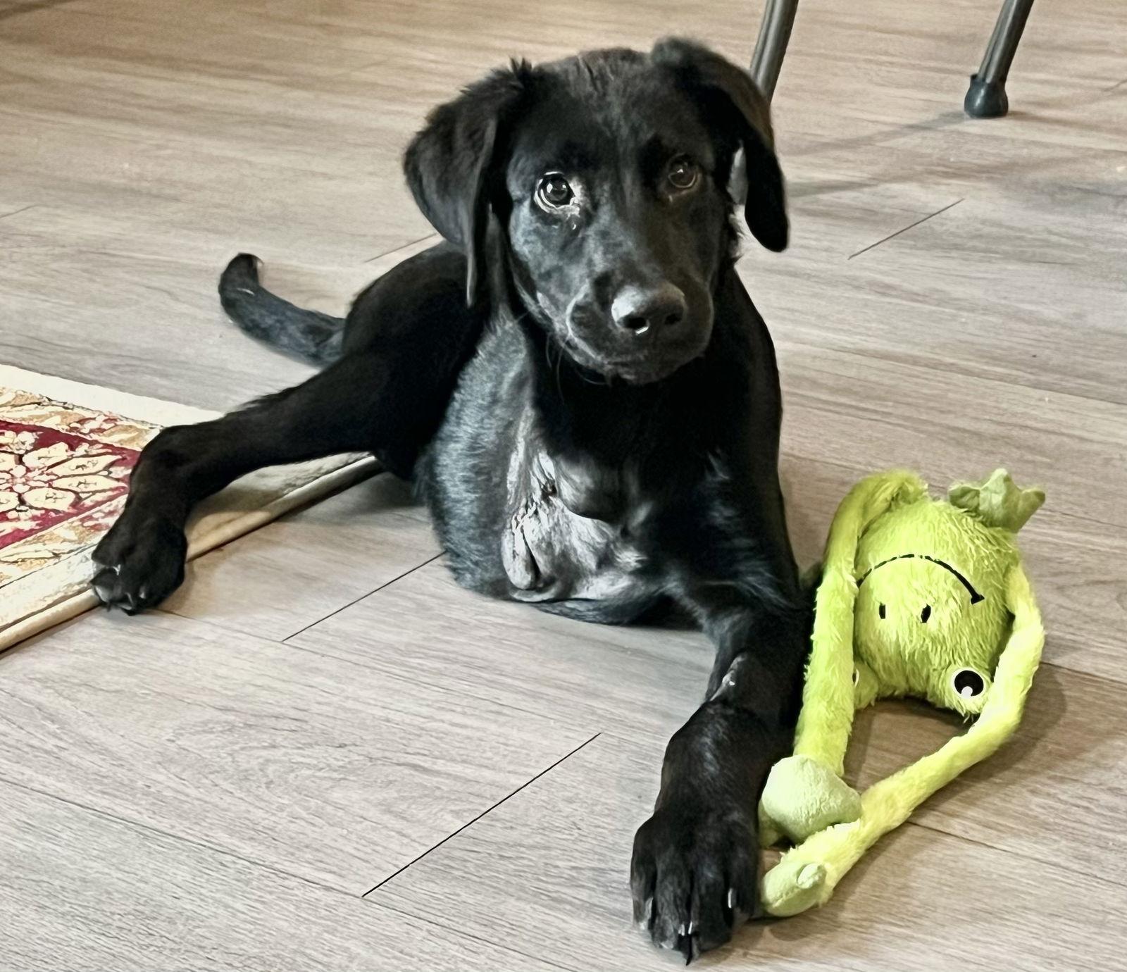 Enlarge Bill Nye, a Adopted Labrador Retriever in San Bernardino, CA image 3/3