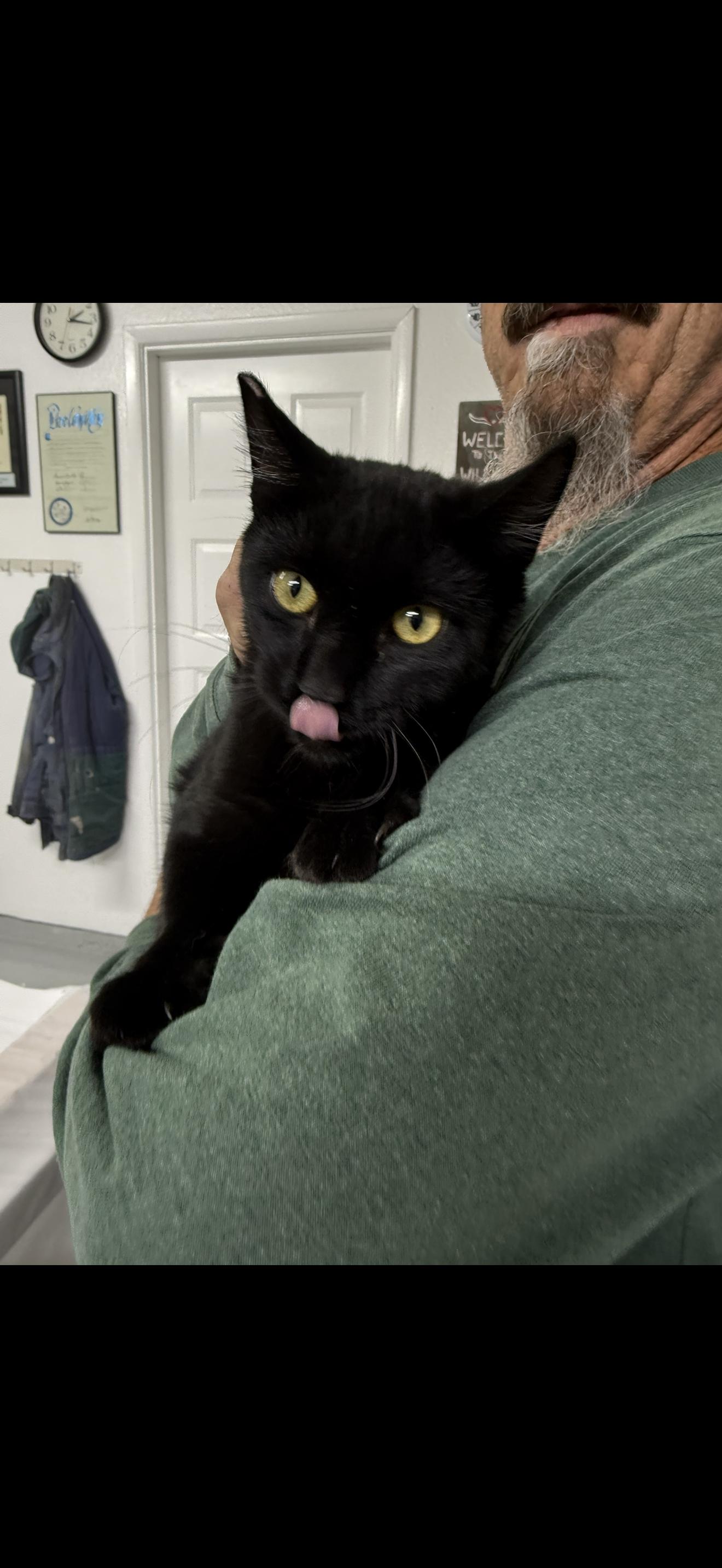 Enlarge Blakaroni, a Adoptable Burmese in Las Vegas, NV image 1/1