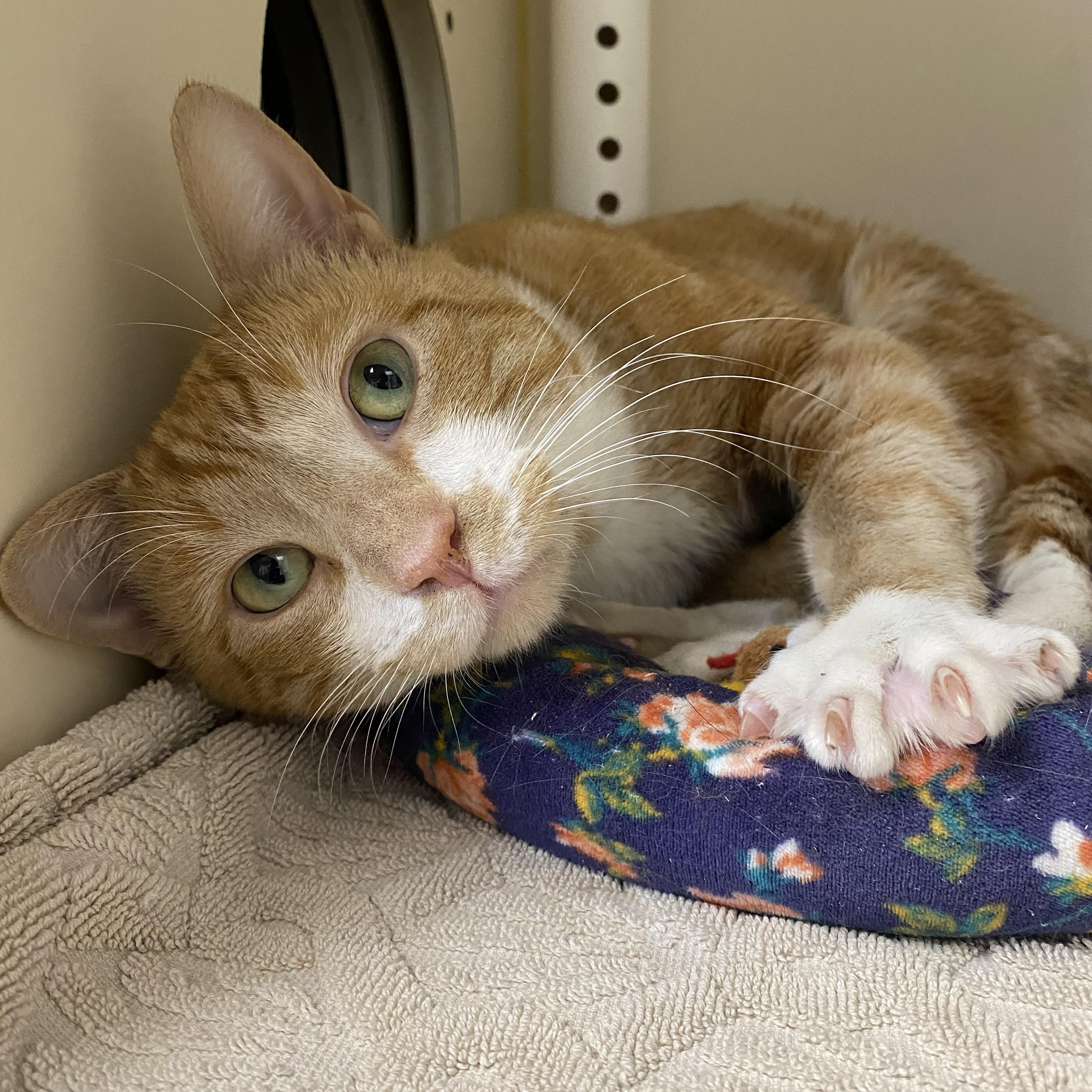 Oscar, ADOPTABLE, Adult Male Domestic Short Hair.