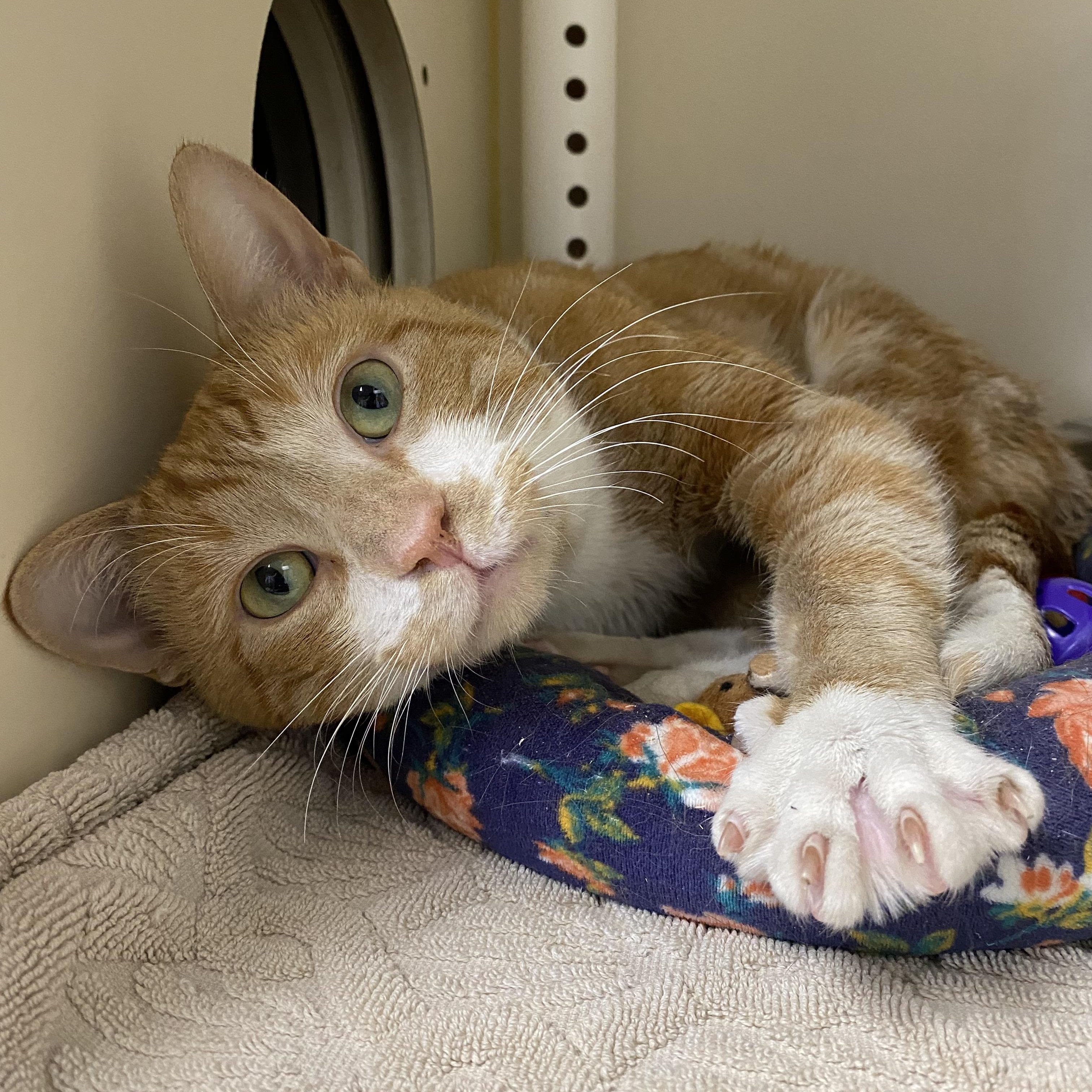 Enlarge Oscar, a ADOPTABLE Domestic Short Hair in Somerset, NJ image 2/2