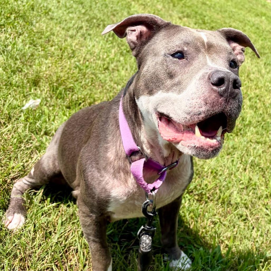 Enlarge Dawn, a Adoptable Pit Bull Terrier in Concord, NC image 1/5