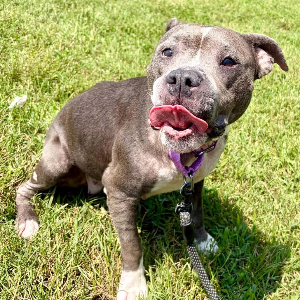 Enlarge Dawn, a Adoptable Pit Bull Terrier in Concord, NC image 2/5