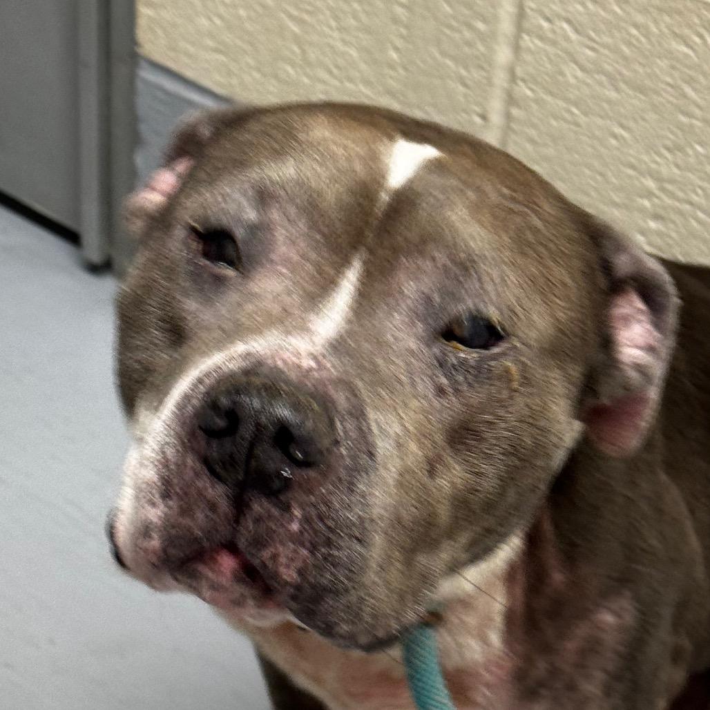 Enlarge Dawn, a Adoptable Pit Bull Terrier in Concord, NC image 3/5