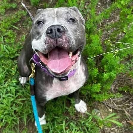Enlarge Dawn, a Adoptable Pit Bull Terrier in Concord, NC image 4/5