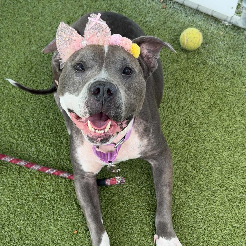Enlarge Dawn, a Adoptable Pit Bull Terrier in Concord, NC image 5/5