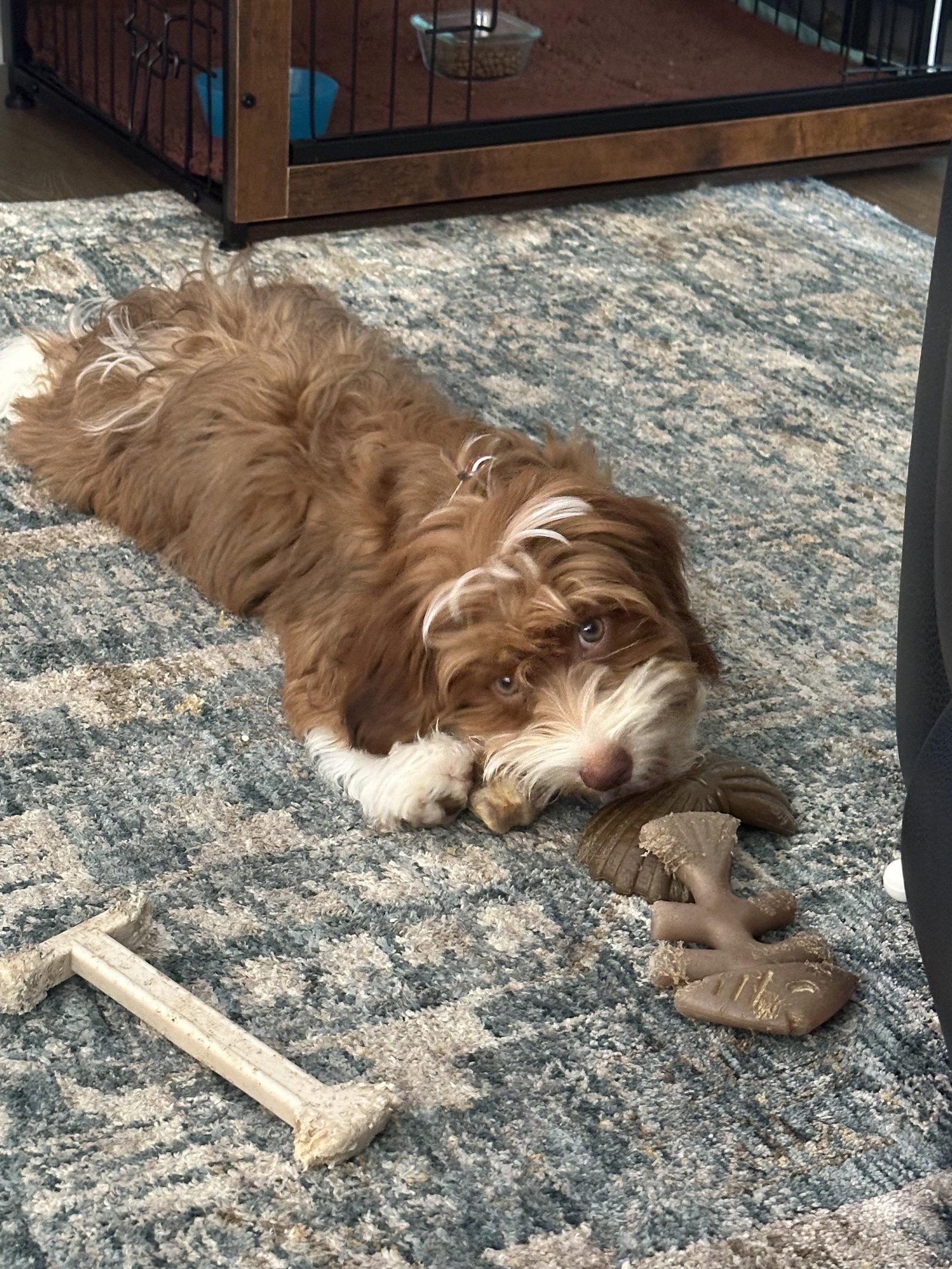 Dino in AZ - NEW ARRIVAL, Adopted, Young Male Havanese.