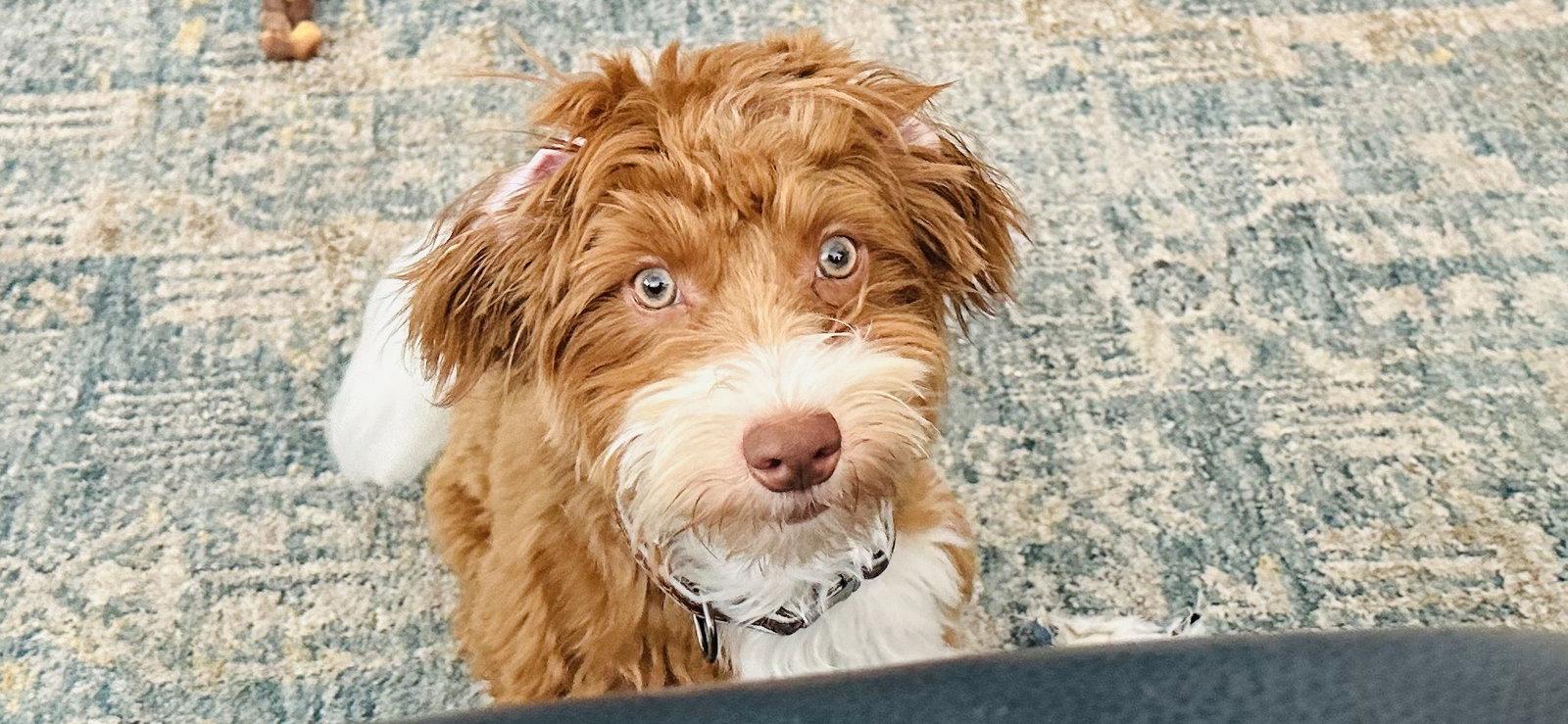 Enlarge Dino in AZ - NEW ARRIVAL, a Adopted Havanese in Cumming, GA image 2/3