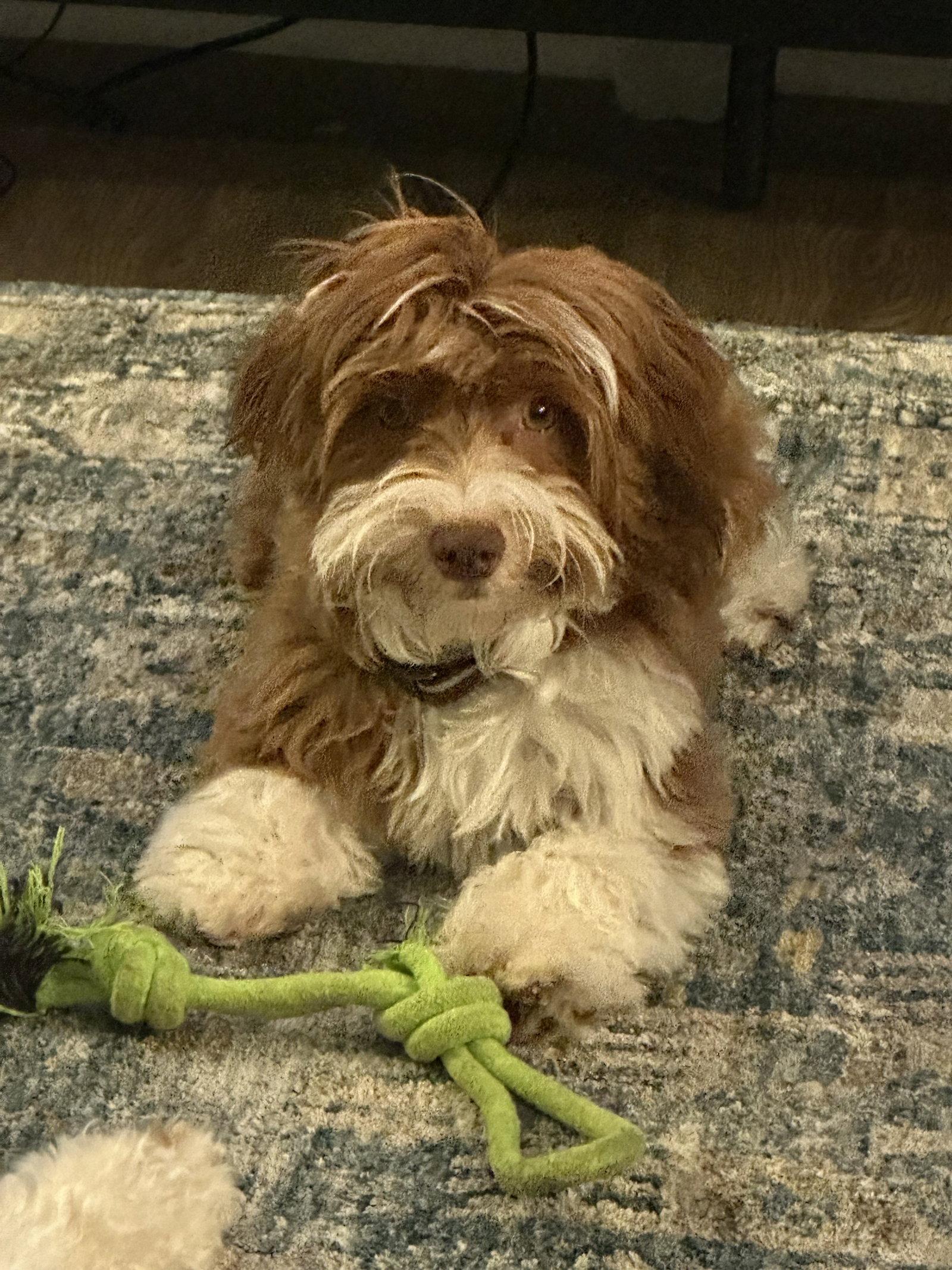 Enlarge Dino in AZ - NEW ARRIVAL, a Adopted Havanese in Cumming, GA image 3/3