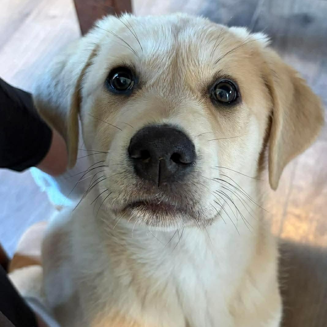 Honey, adopted, Puppy Female Great Pyrenees.