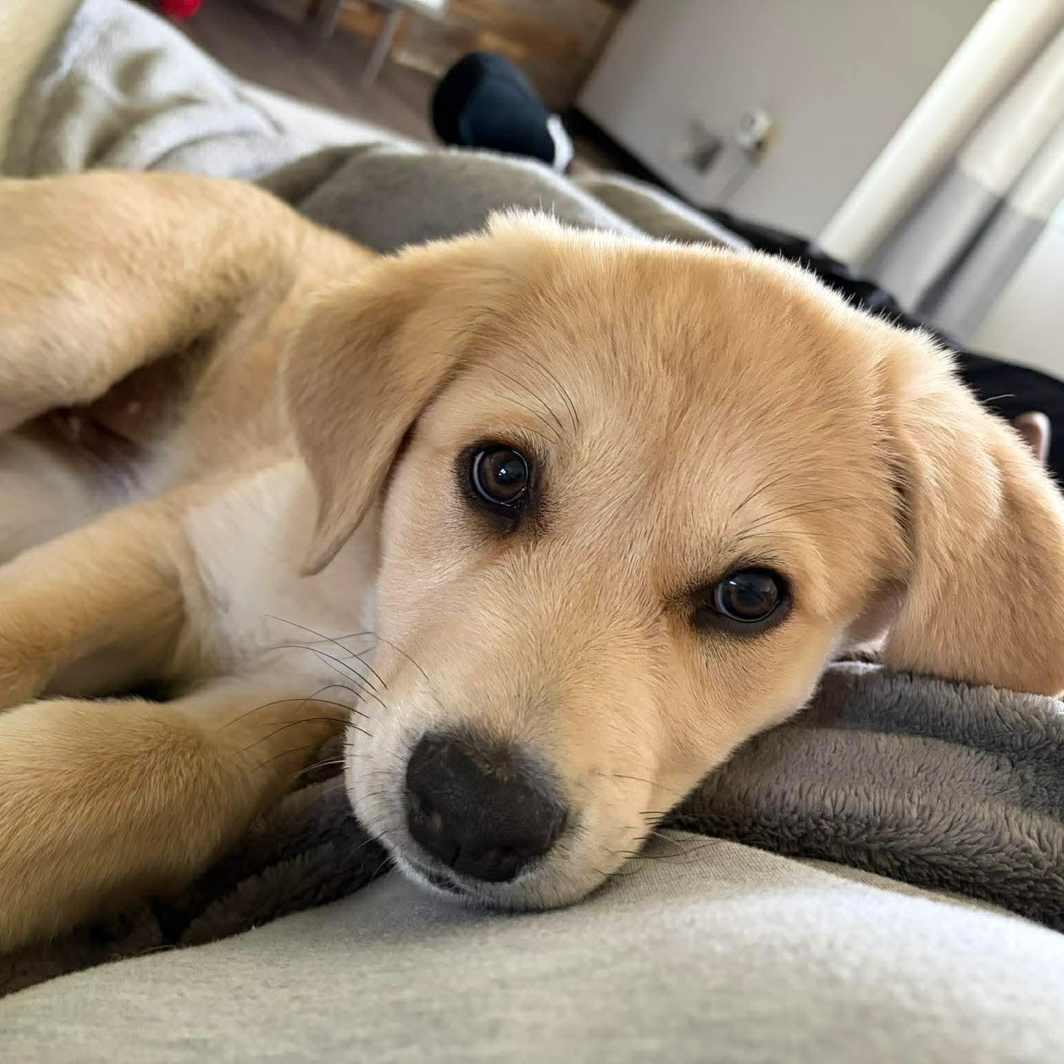 Enlarge Honey, an adopted mixed breed in Rochester, NY image 2/6