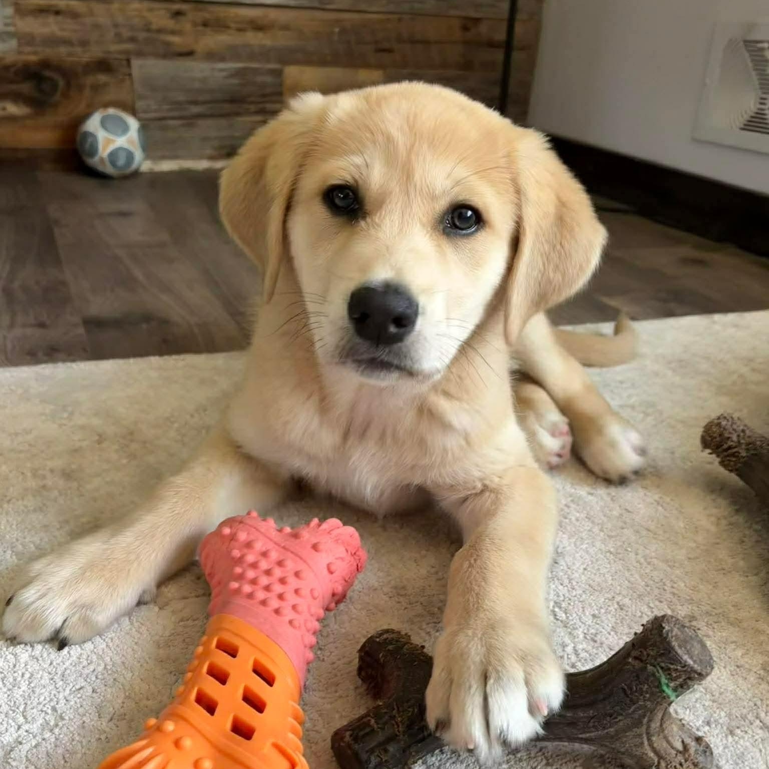 Enlarge Honey, an adopted mixed breed in Rochester, NY image 6/6