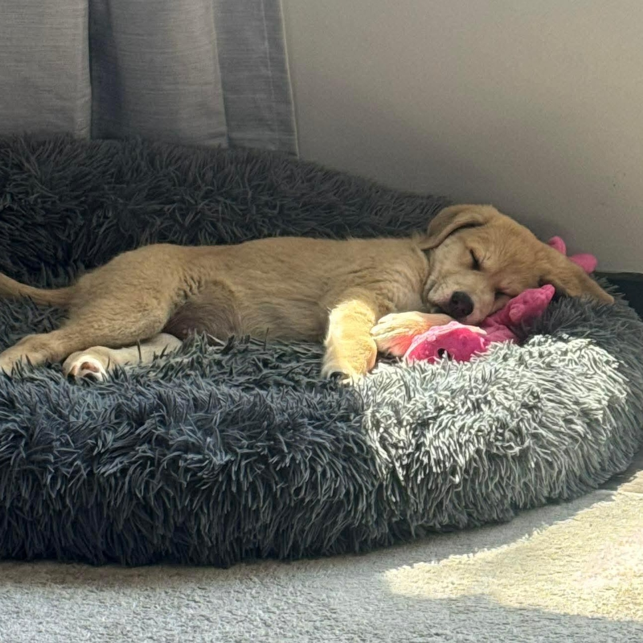 Enlarge Honey, an adopted mixed breed in Rochester, NY image 4/6