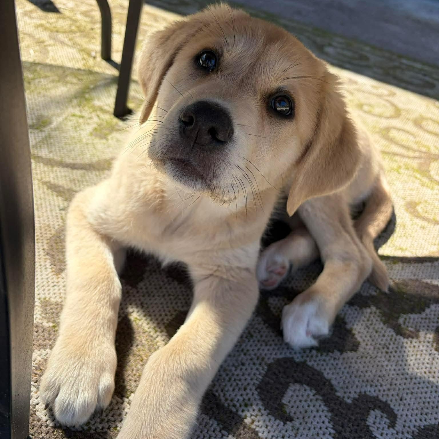 Enlarge Honey, an adopted mixed breed in Rochester, NY image 3/6