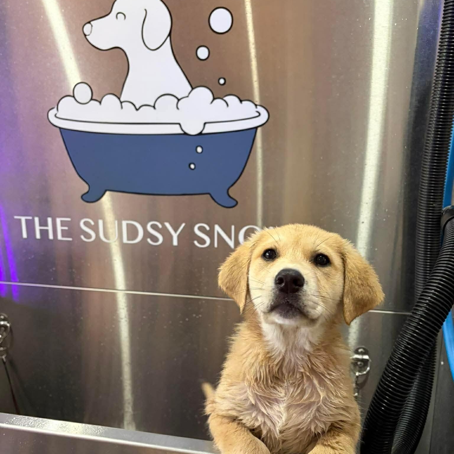 Enlarge Honey, an adopted mixed breed in Rochester, NY image 5/6