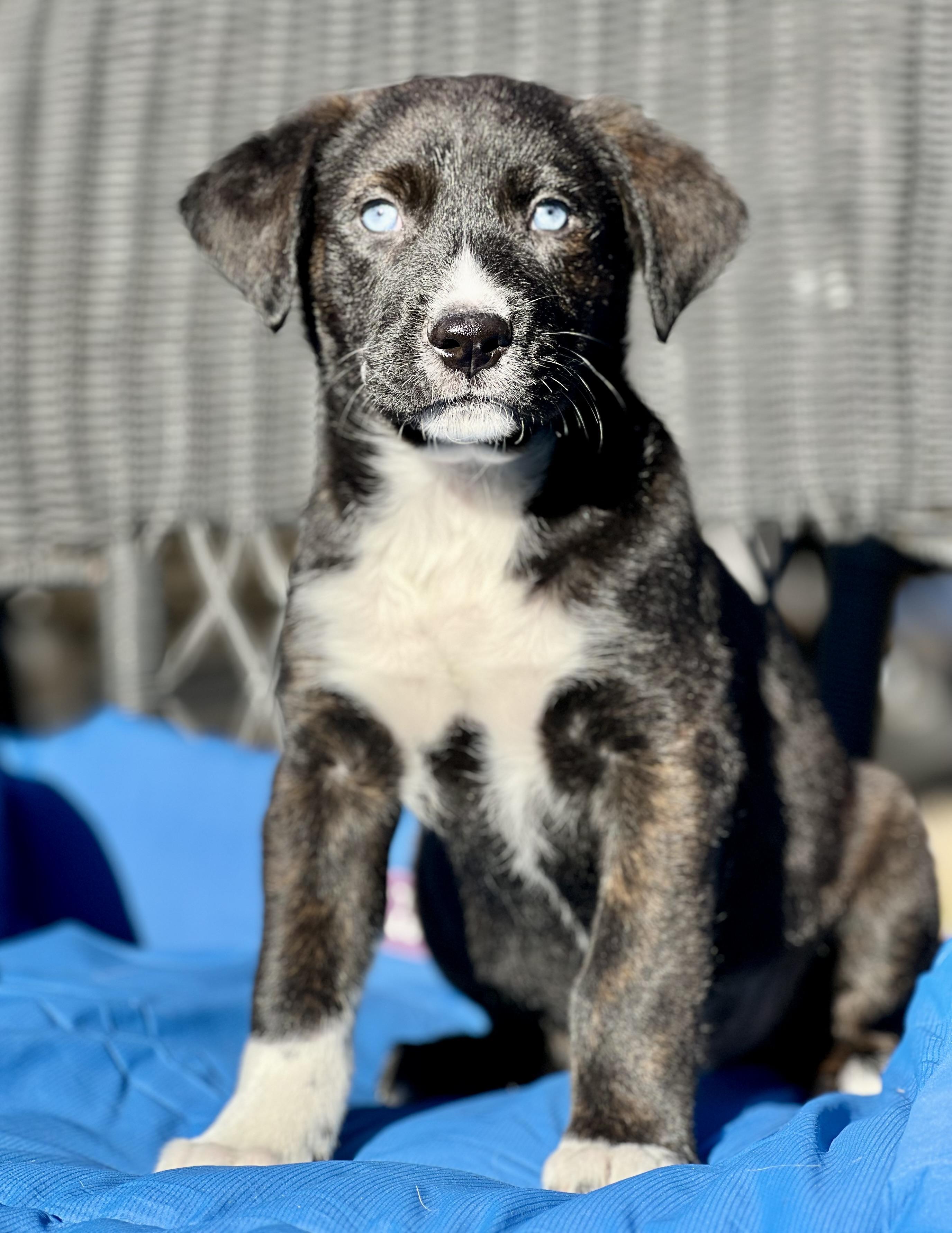 Enlarge Wyatt, a ADOPTABLE mixed breed in Mt Pleasant, SC image 2/6
